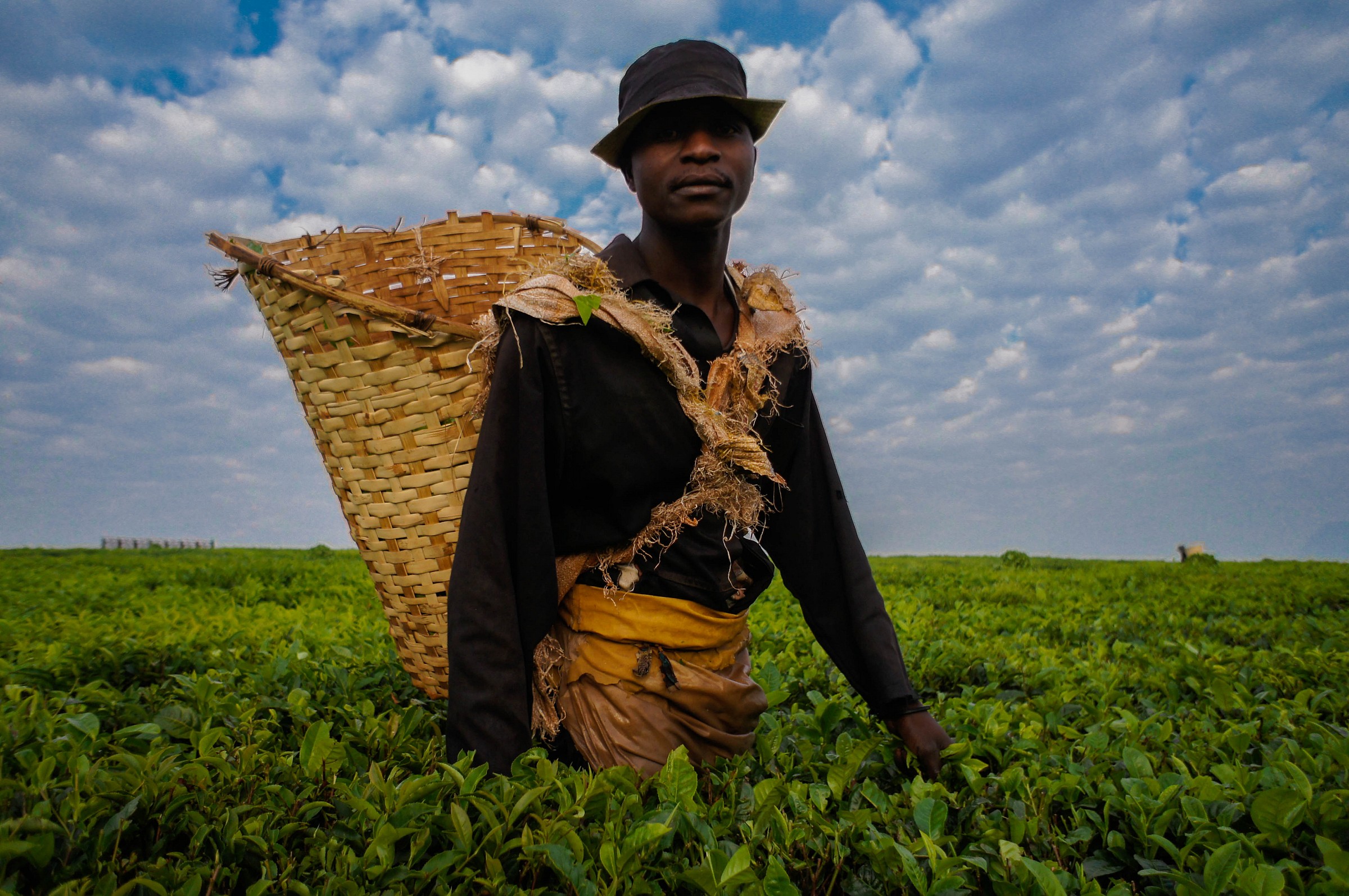 Mulanje tea plantations
