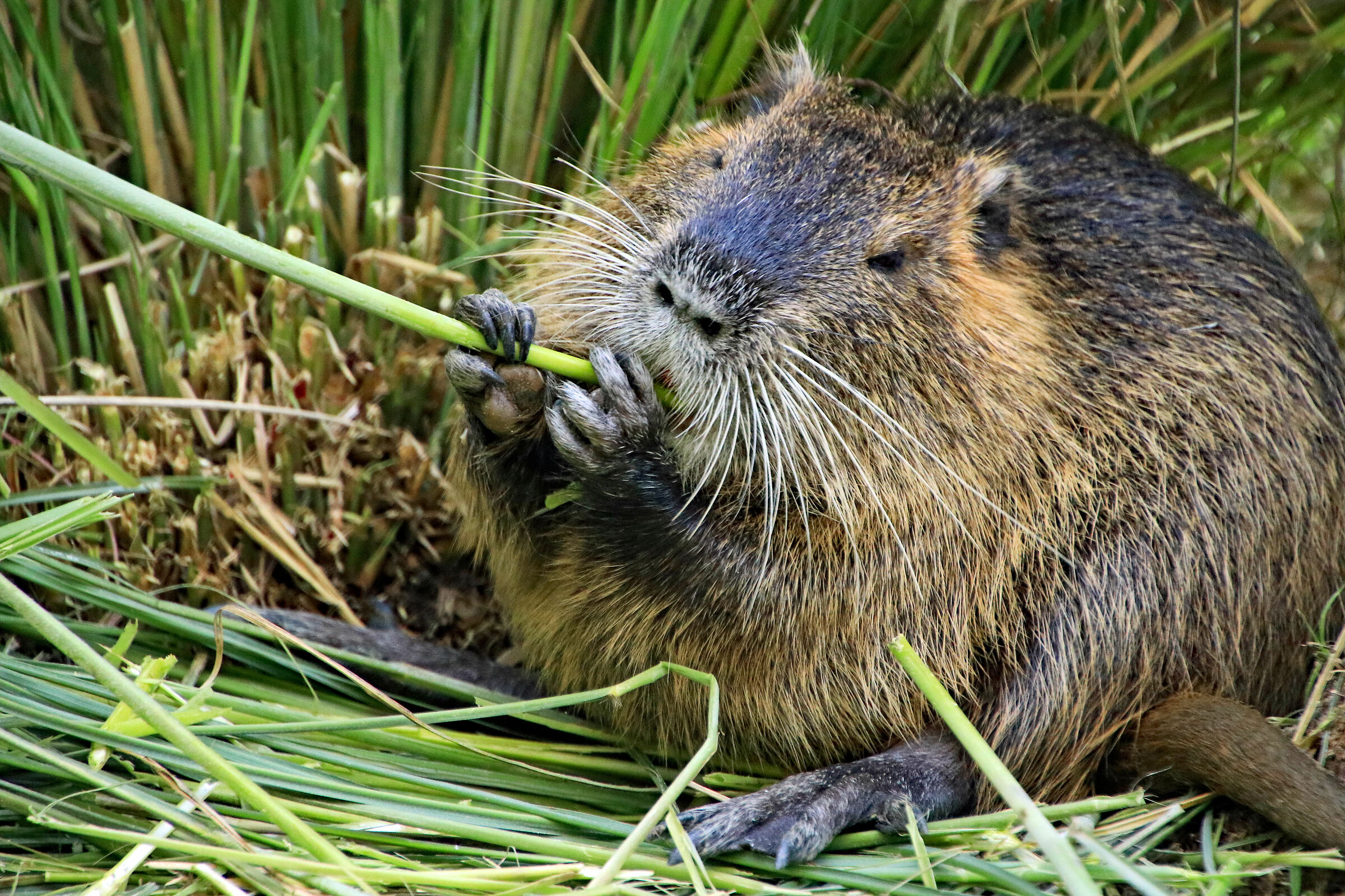 Nutria che ... si nutre