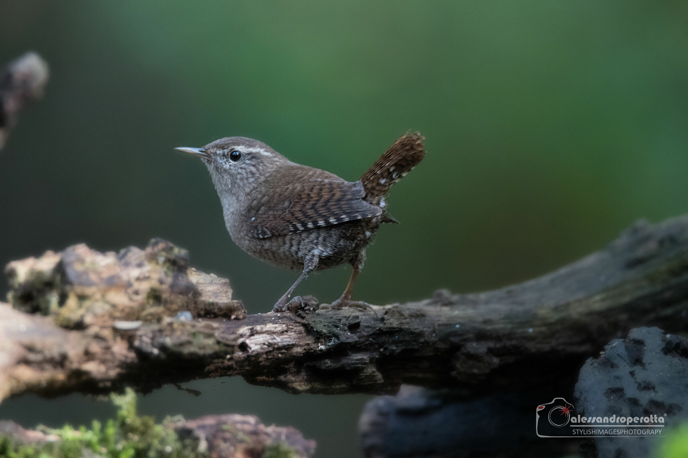 Wren 1