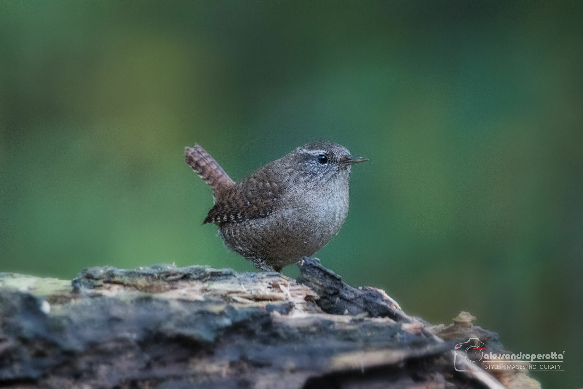 Wren 2