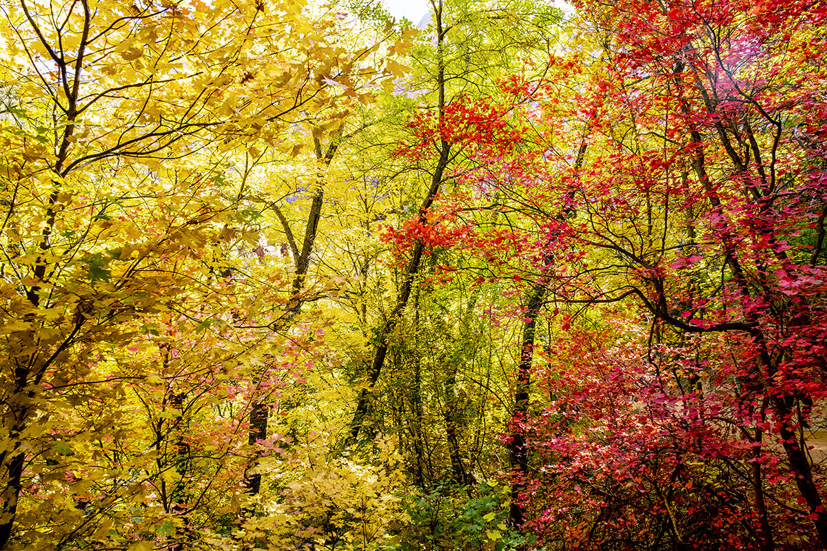 i colori di Yosemite park
