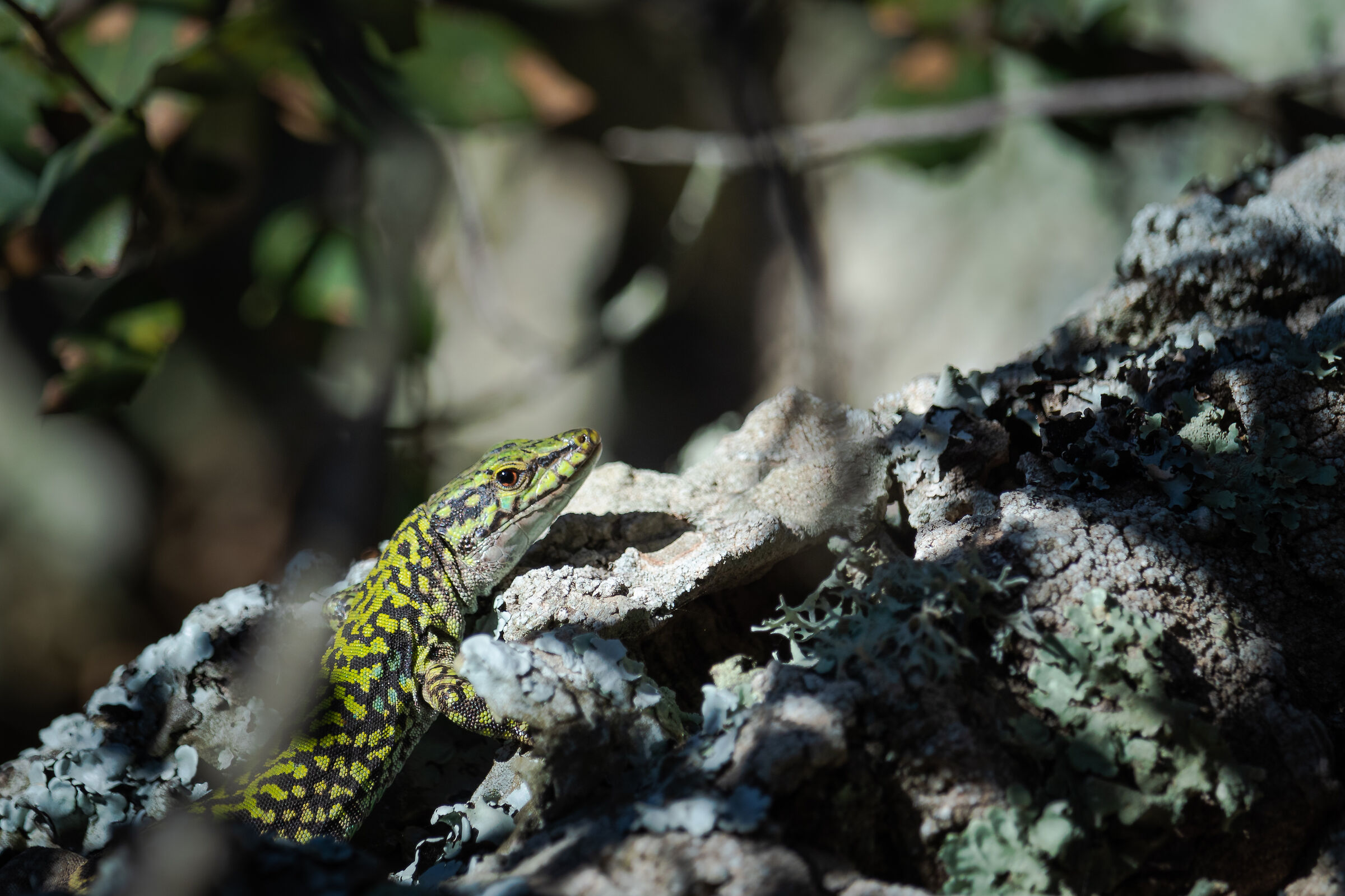 What you looking at?