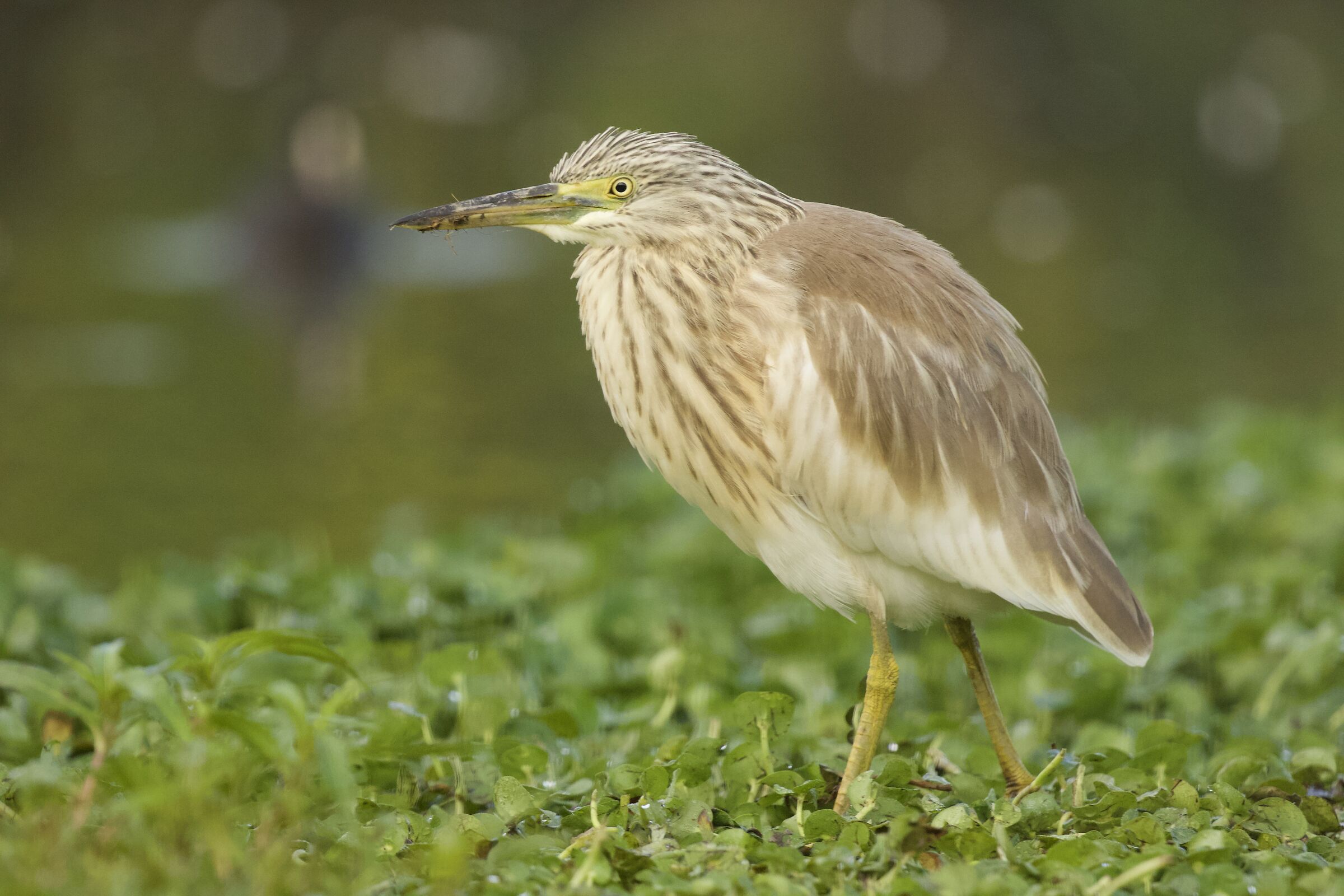 vercelli skua natura