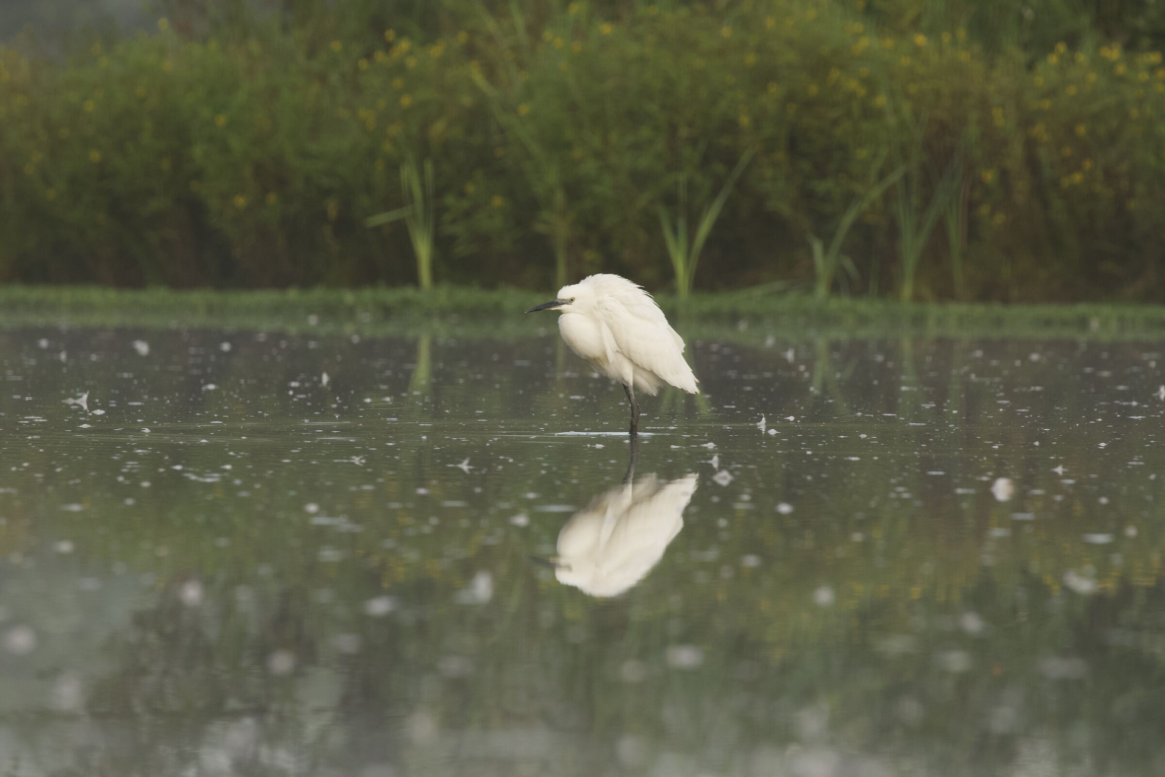 vercelli skua nature