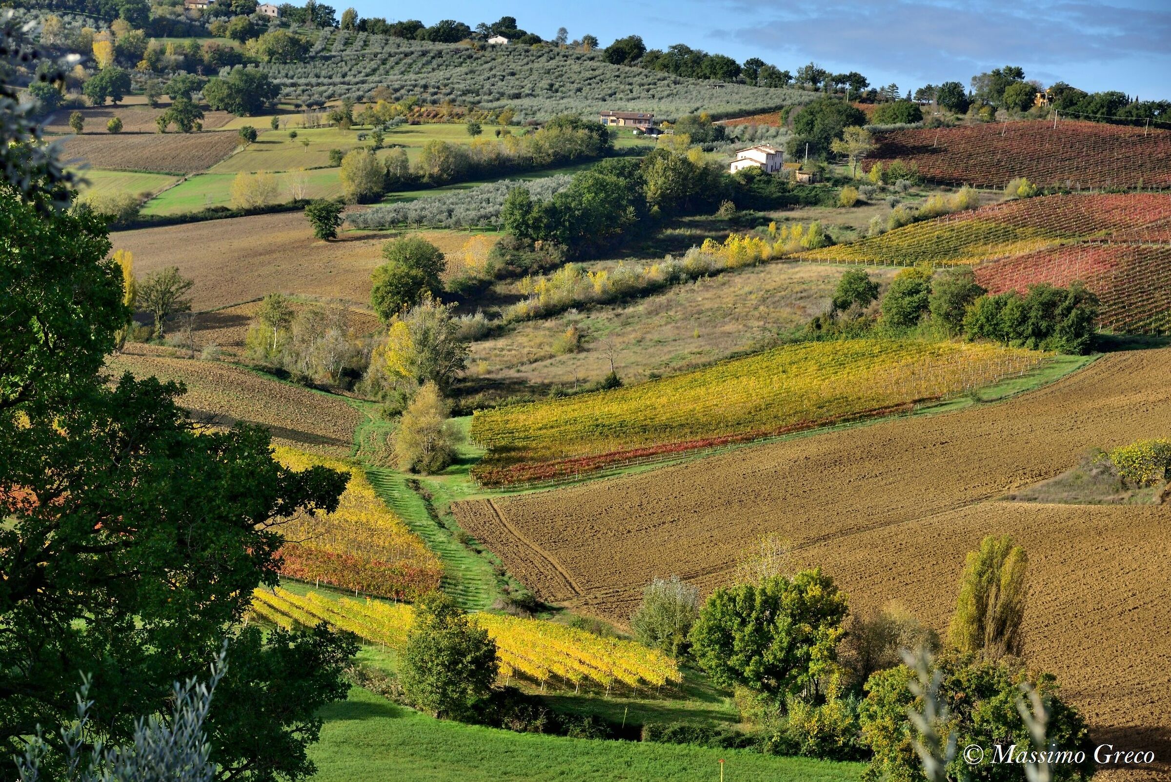 Autumn Vineyards
