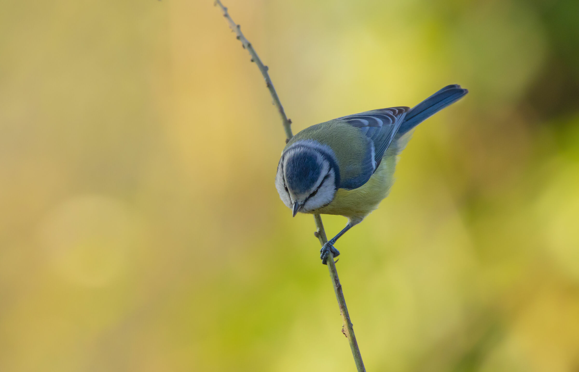 Blue tit