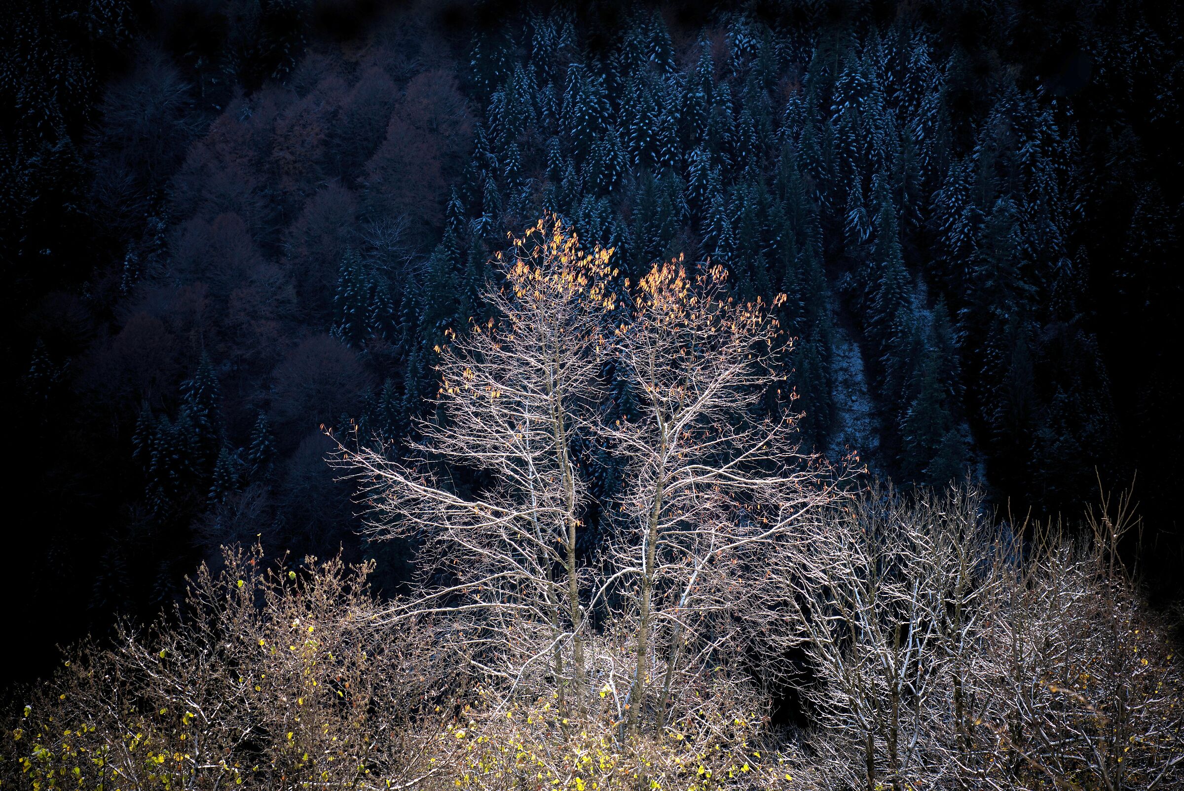 Gli ultimi colori dell'autunno