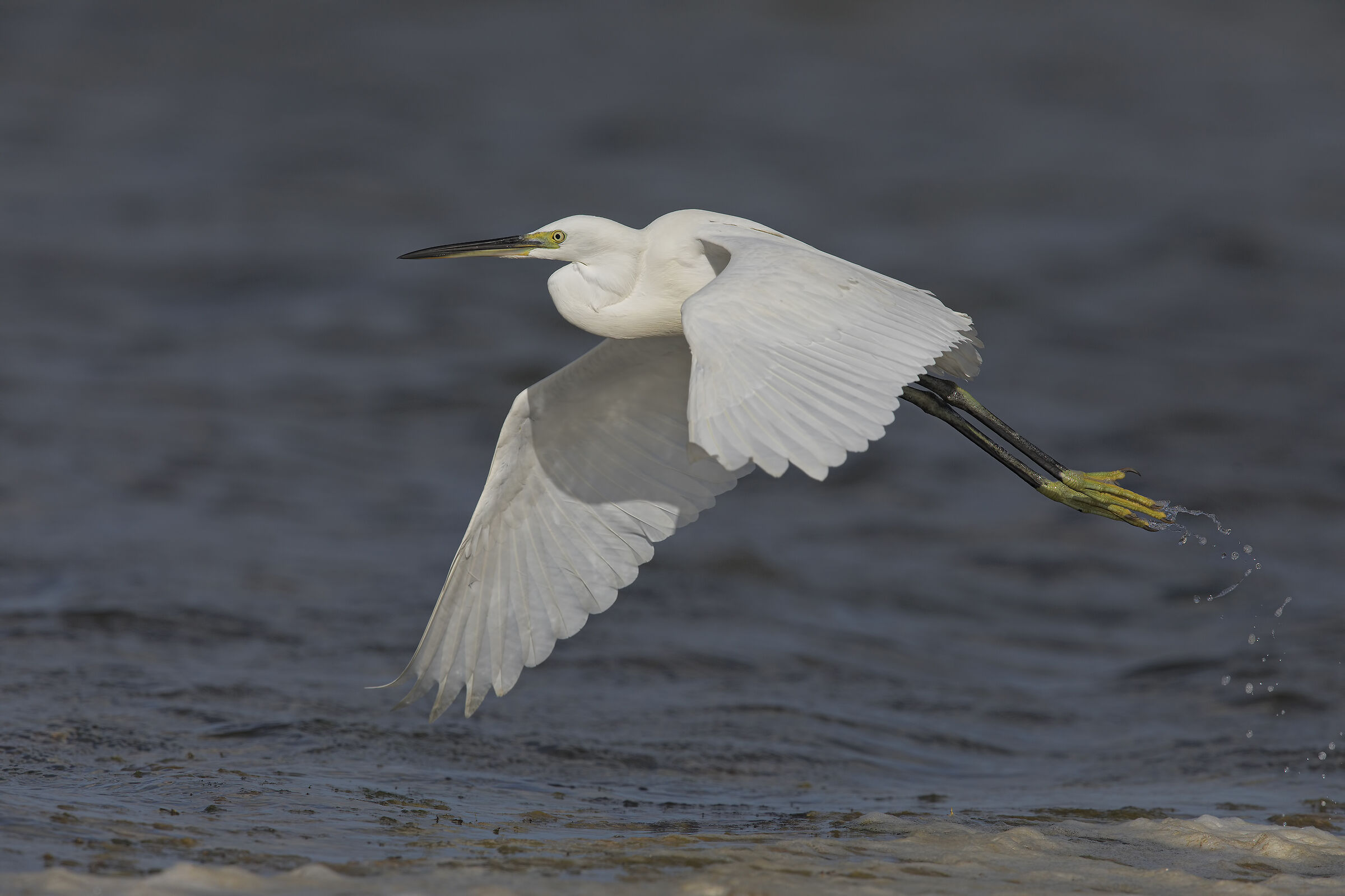 egrets in hunting....