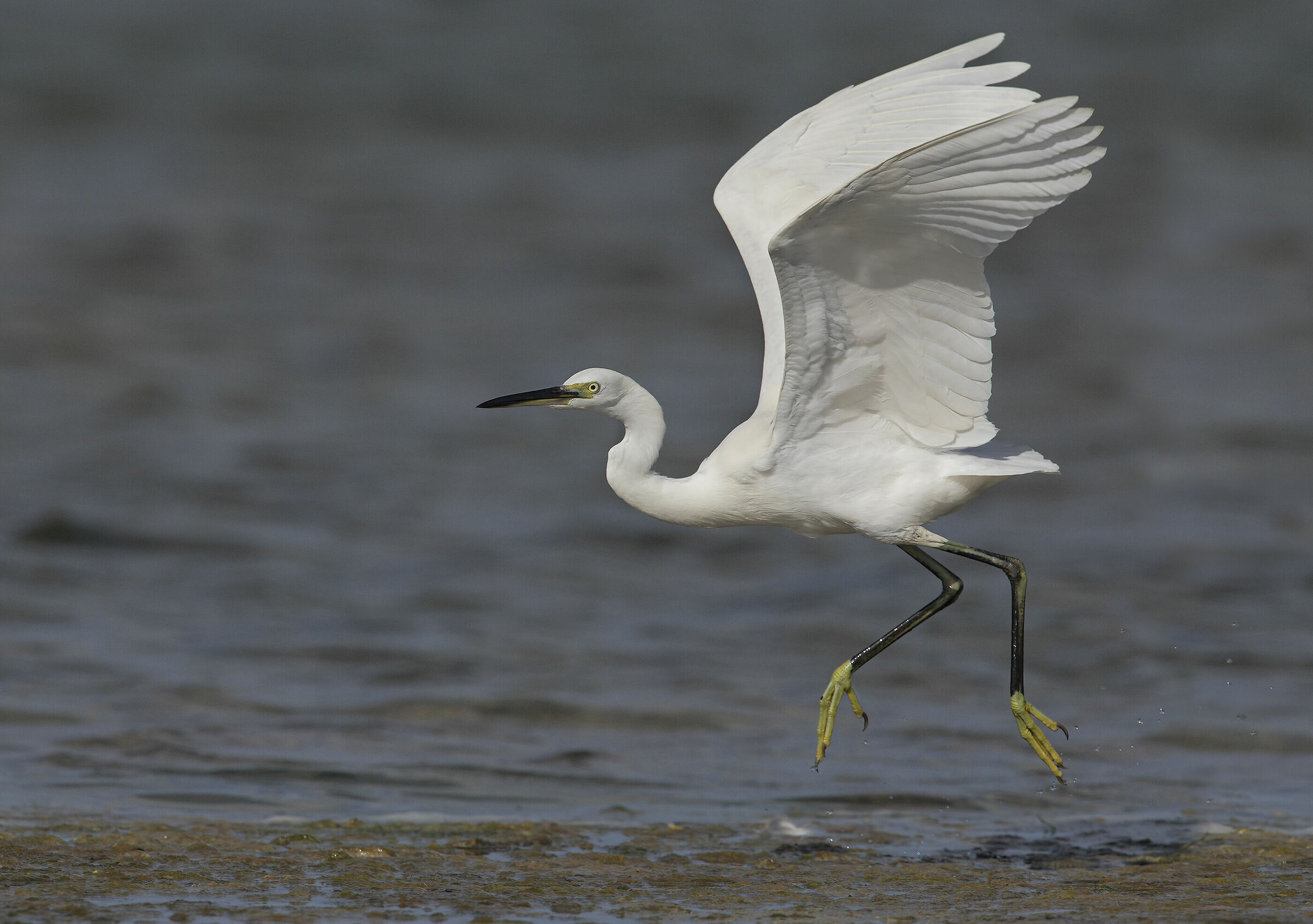 egrets in hunting....