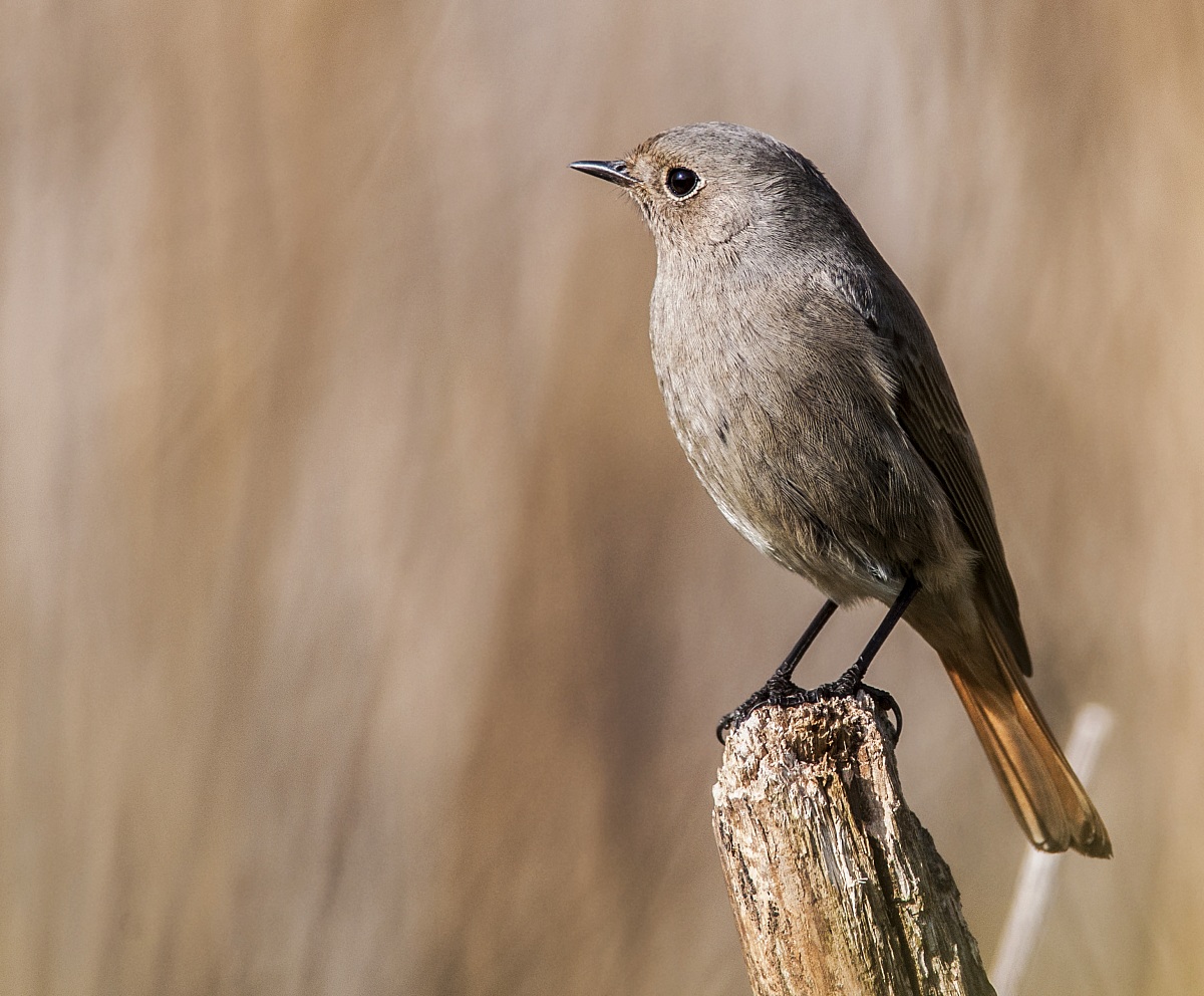 redstart spazacamino