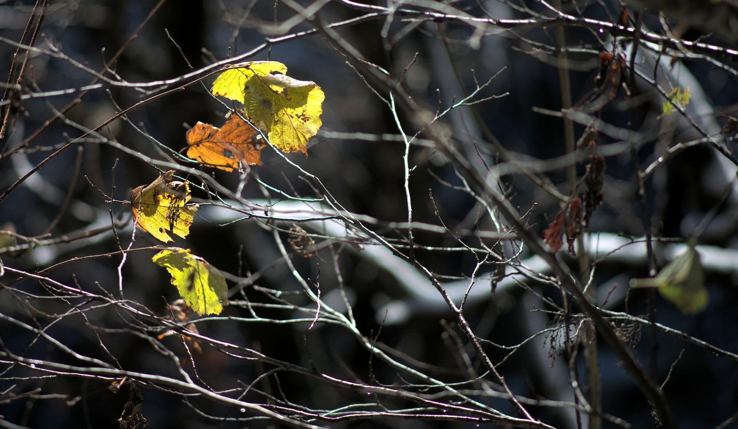 The last leaves... Spruga, Onsernone Valley