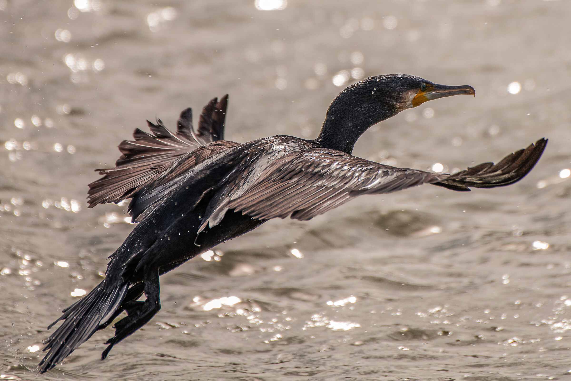 Cormoran (Phalacrocorax carbo)