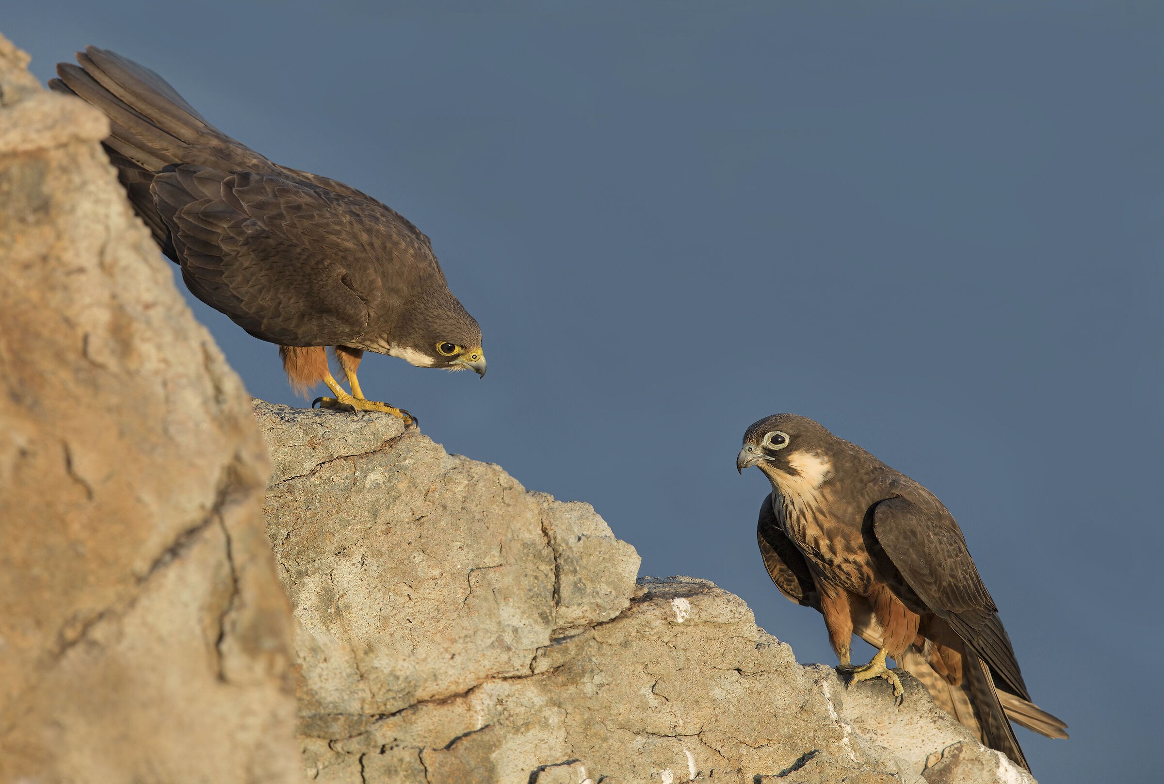 falchi della regina (falco eleonorae)