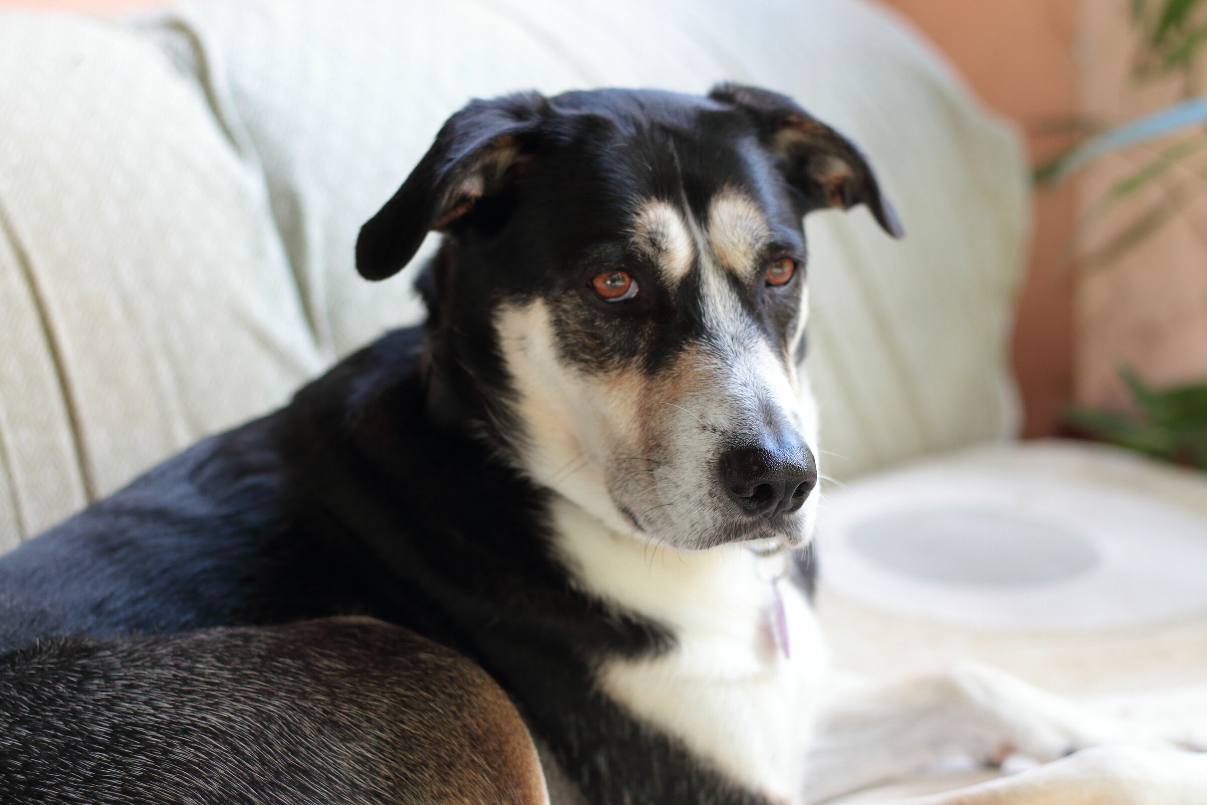 Prova del cinquantino con Spina