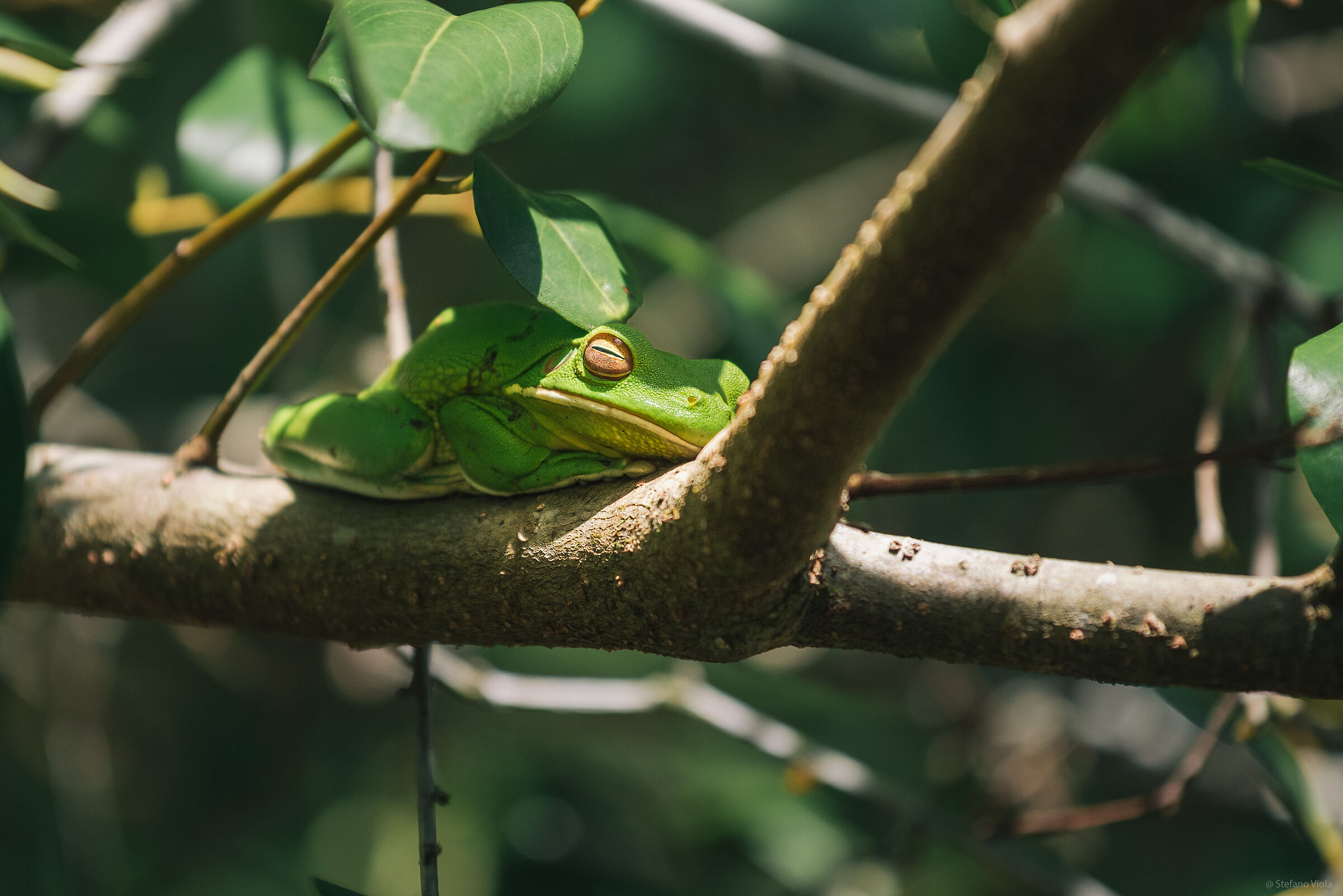 New Guinea's Girl Daintree Rainforest, Inn.