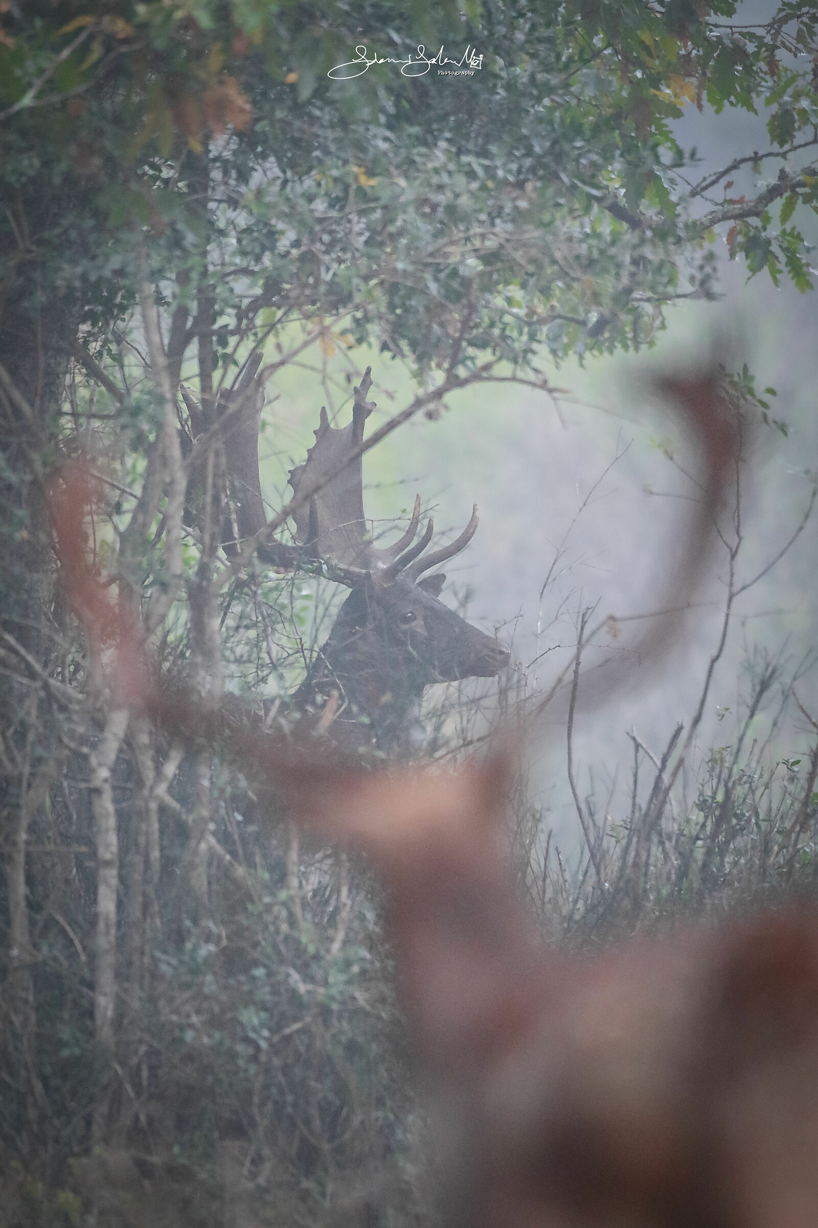 Ritratto nei Palchi (Dama dama, Linnaeus, 1758)