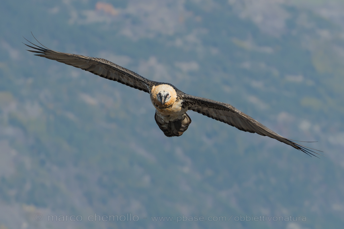 Gipeto (Gypaetus barbatus)