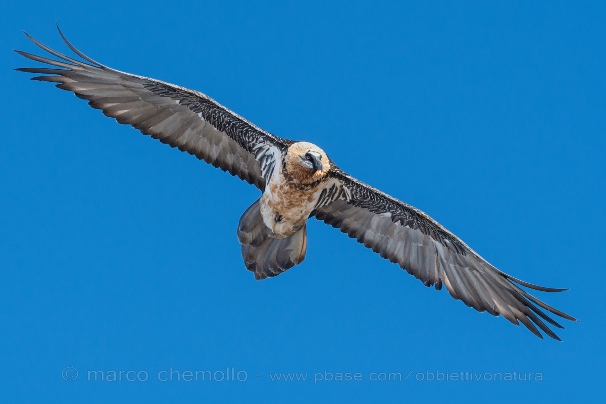 Gipeto (Gypaetus barbatus)