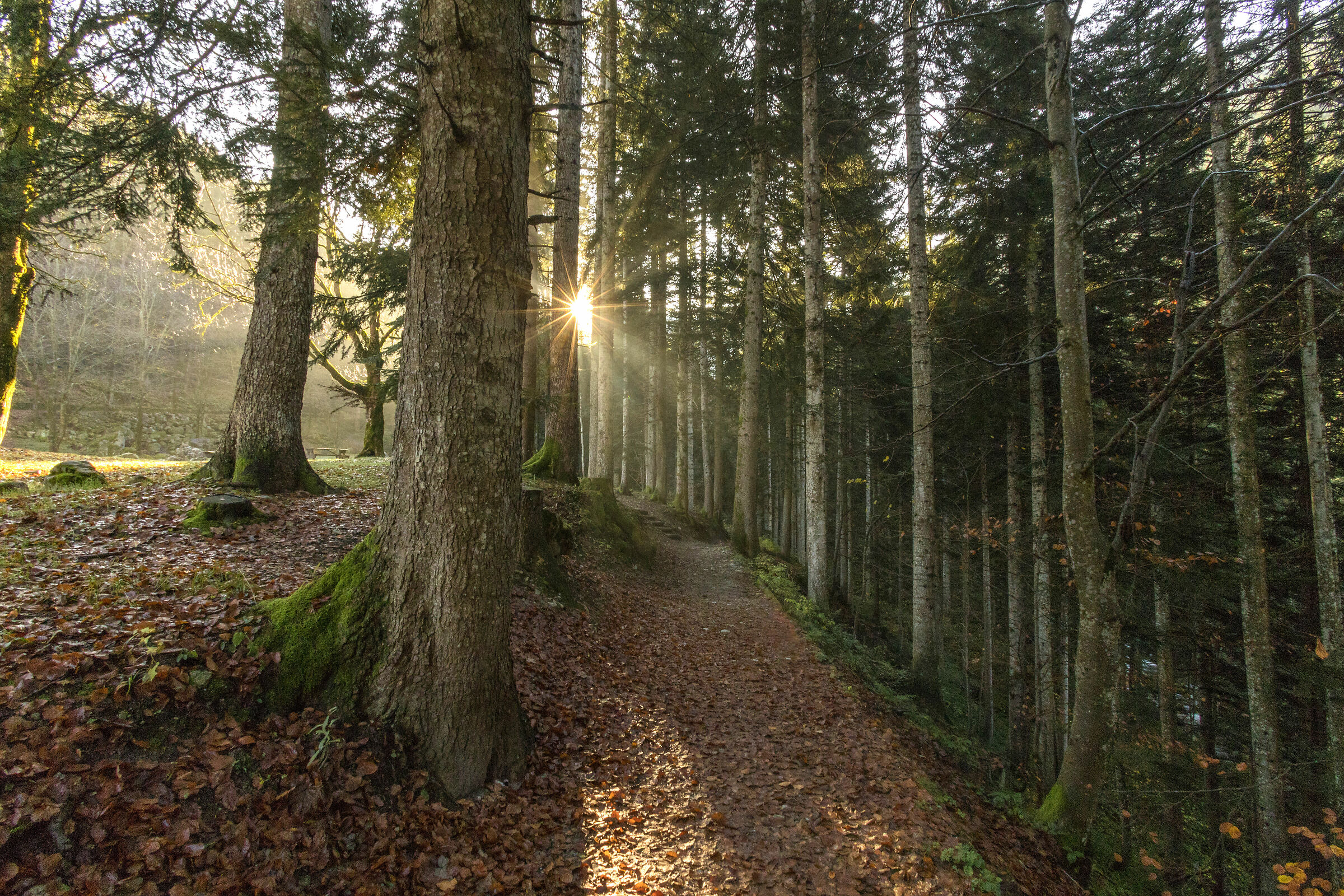 First lights of the day