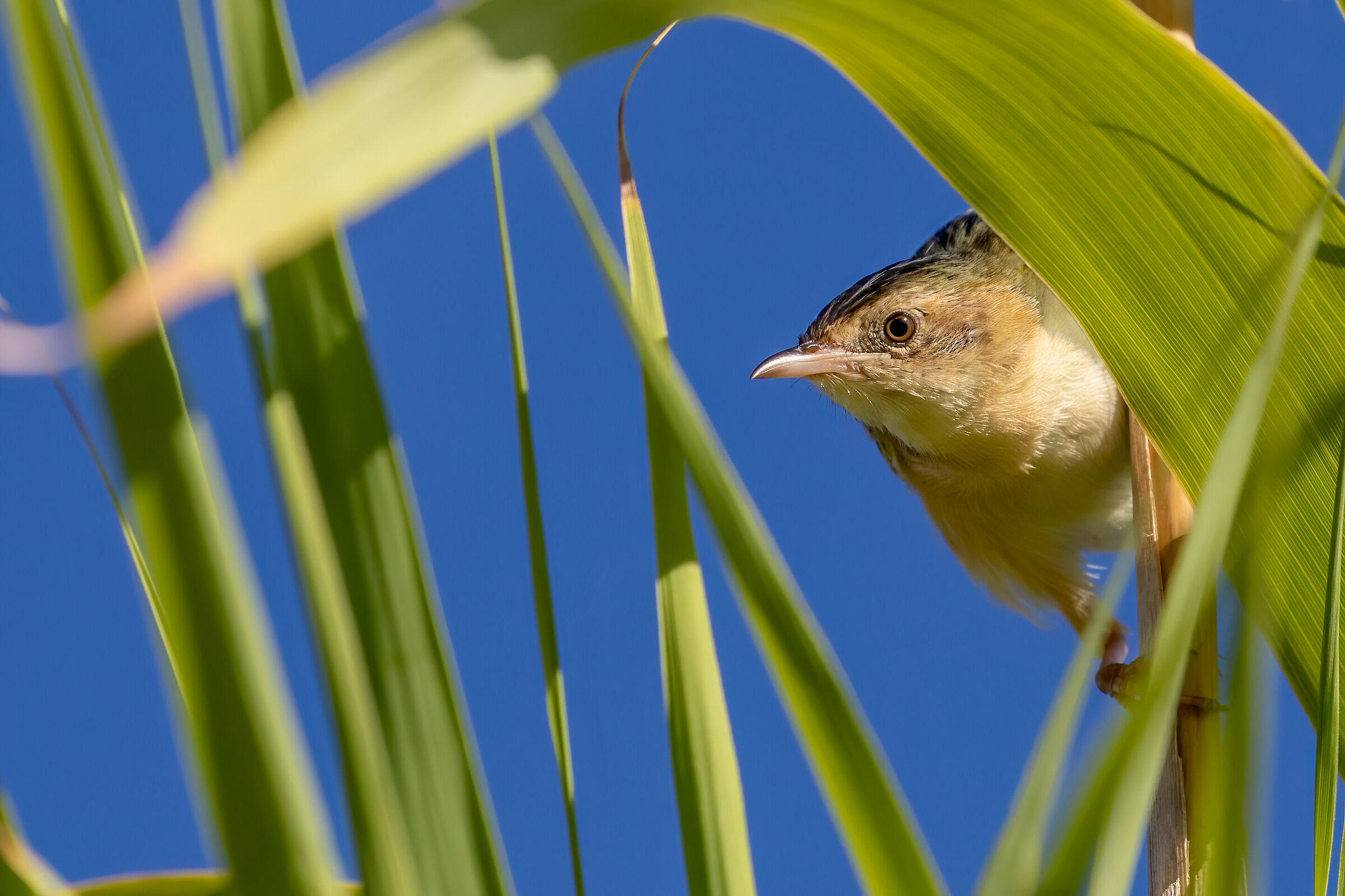 Beccamoschino tra le canne
