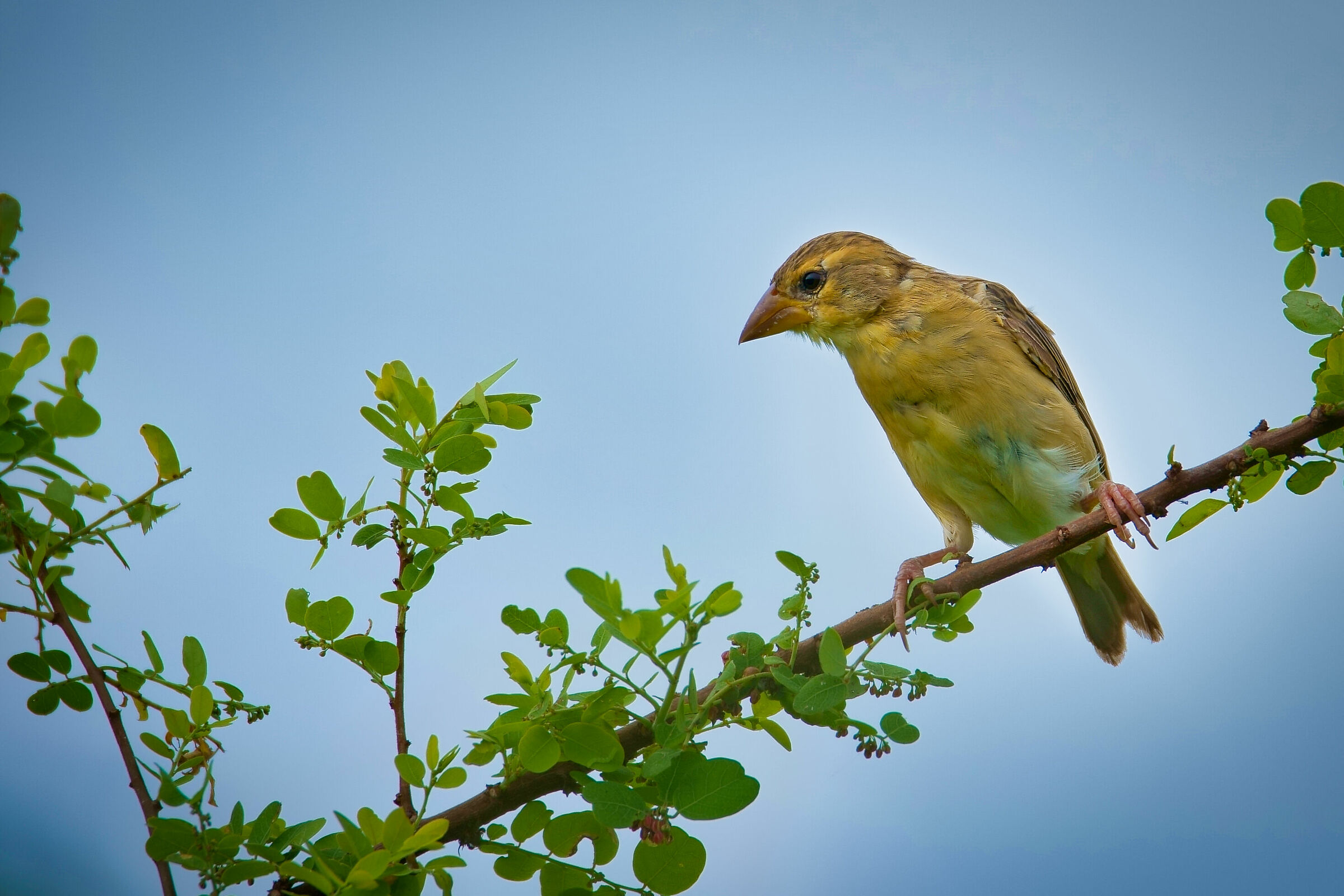 Baya Weaver