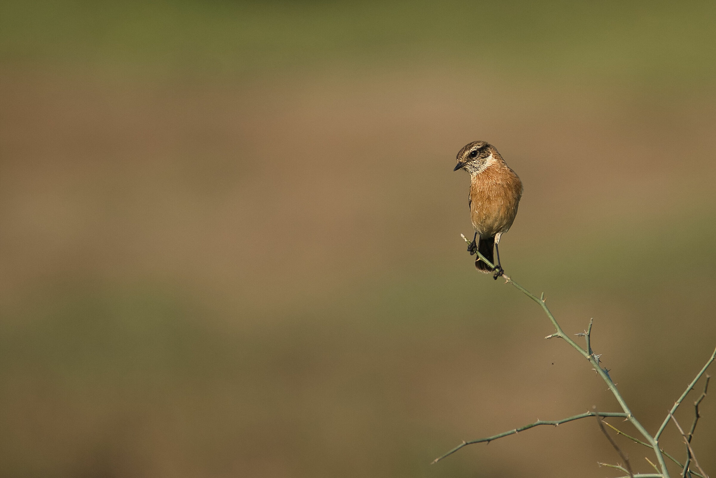 siberian stonechat