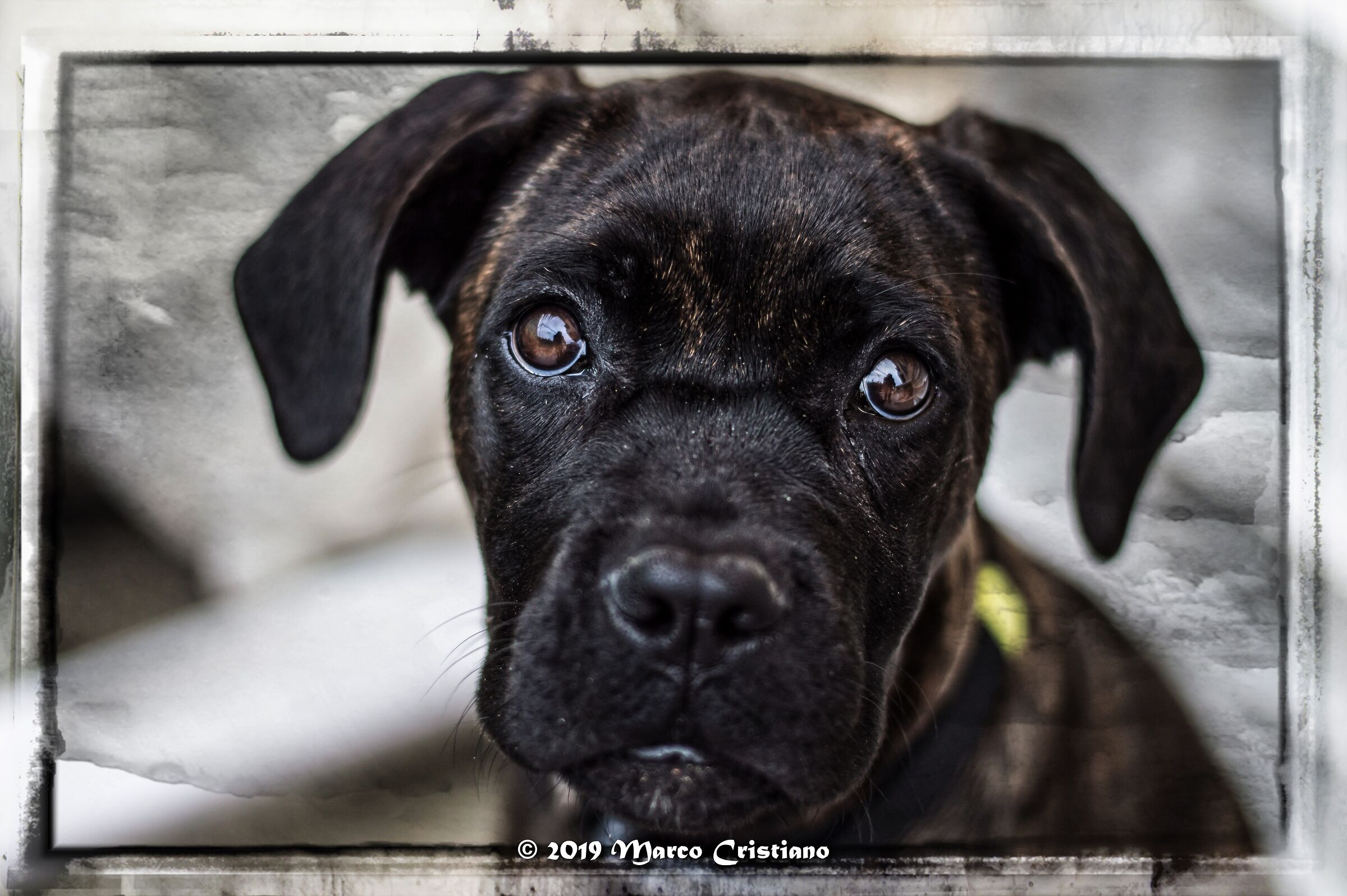 Jujù...la nuova cucciola di casa Cristiano..