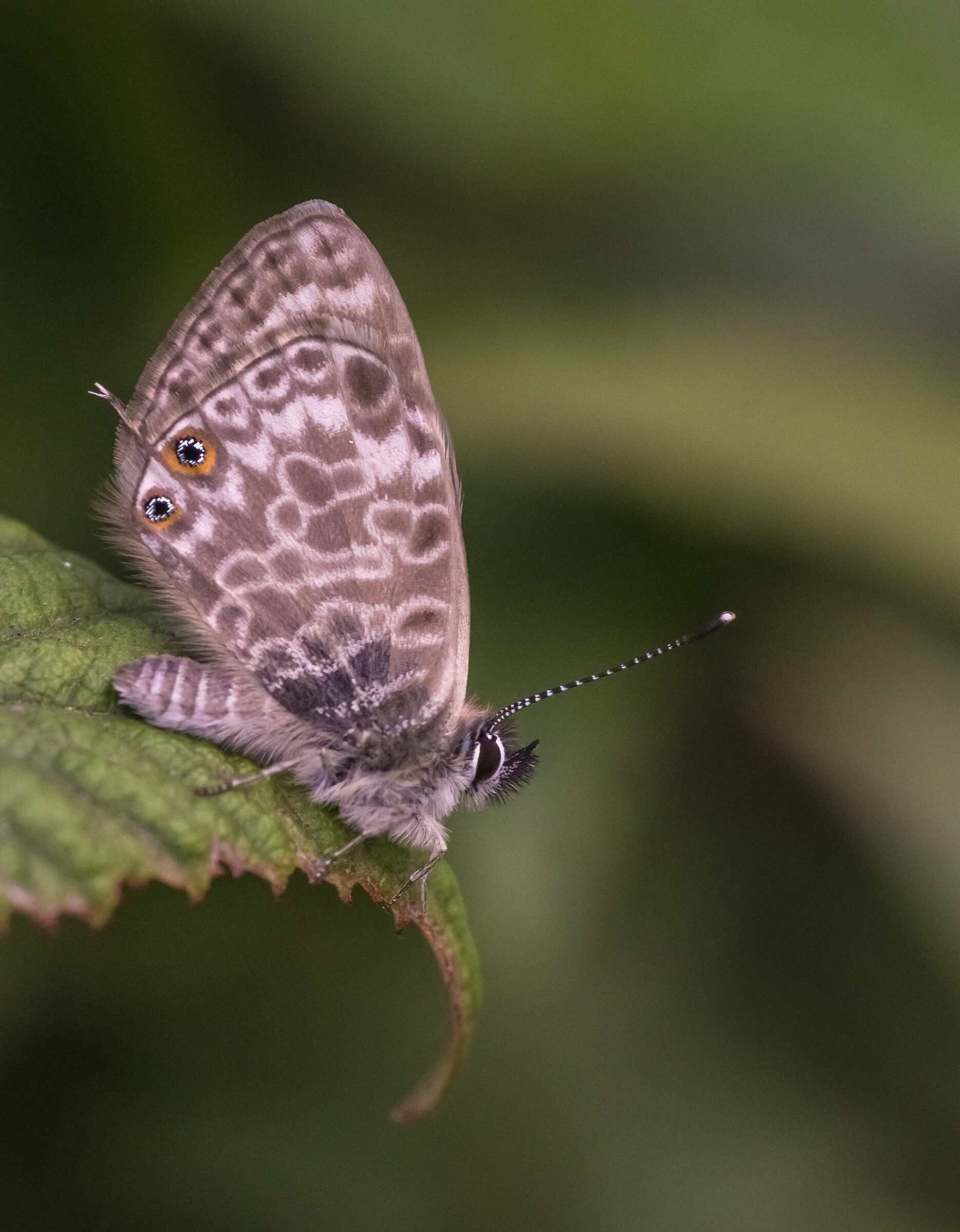 Aspettando un bagnetto di sole