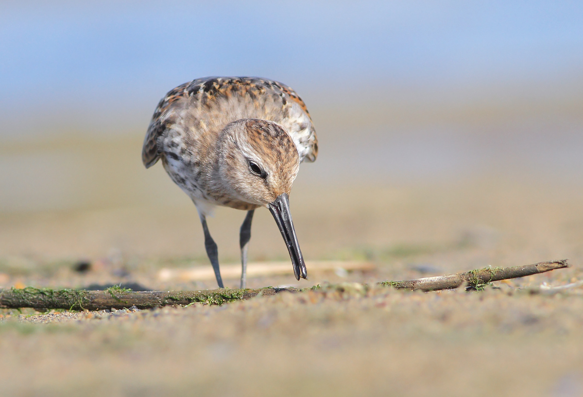 Black-bellied raincoat