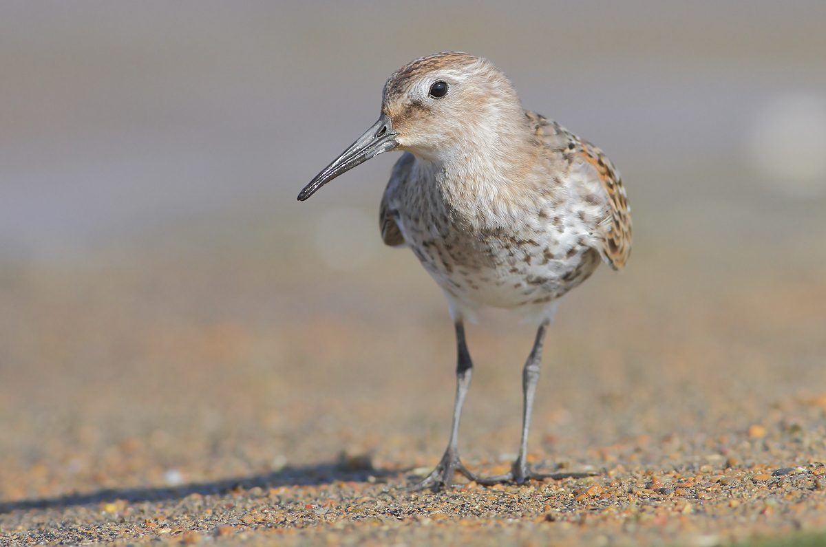 Black-bellied raincoat