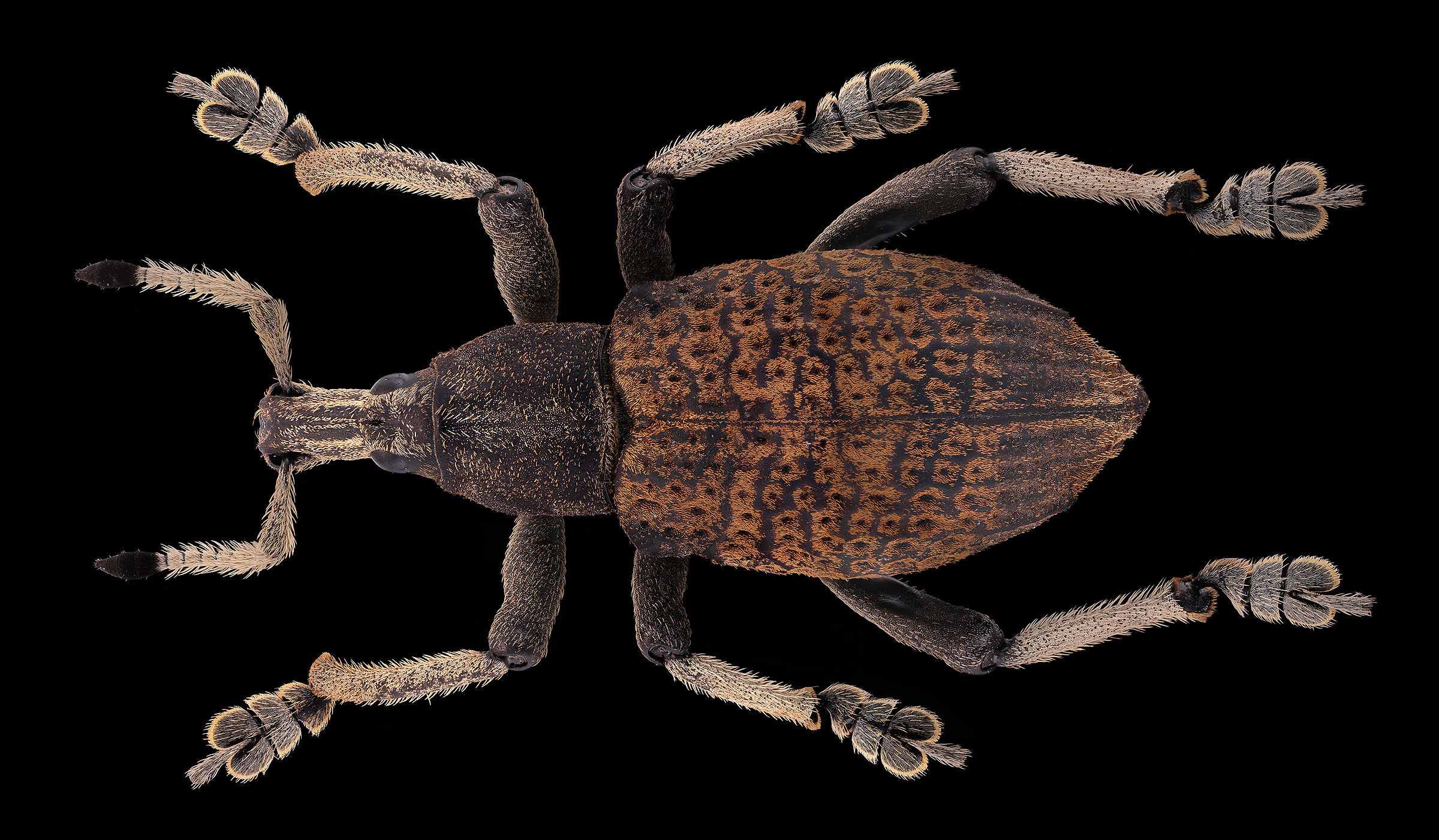 Cinnamomeus eupholus