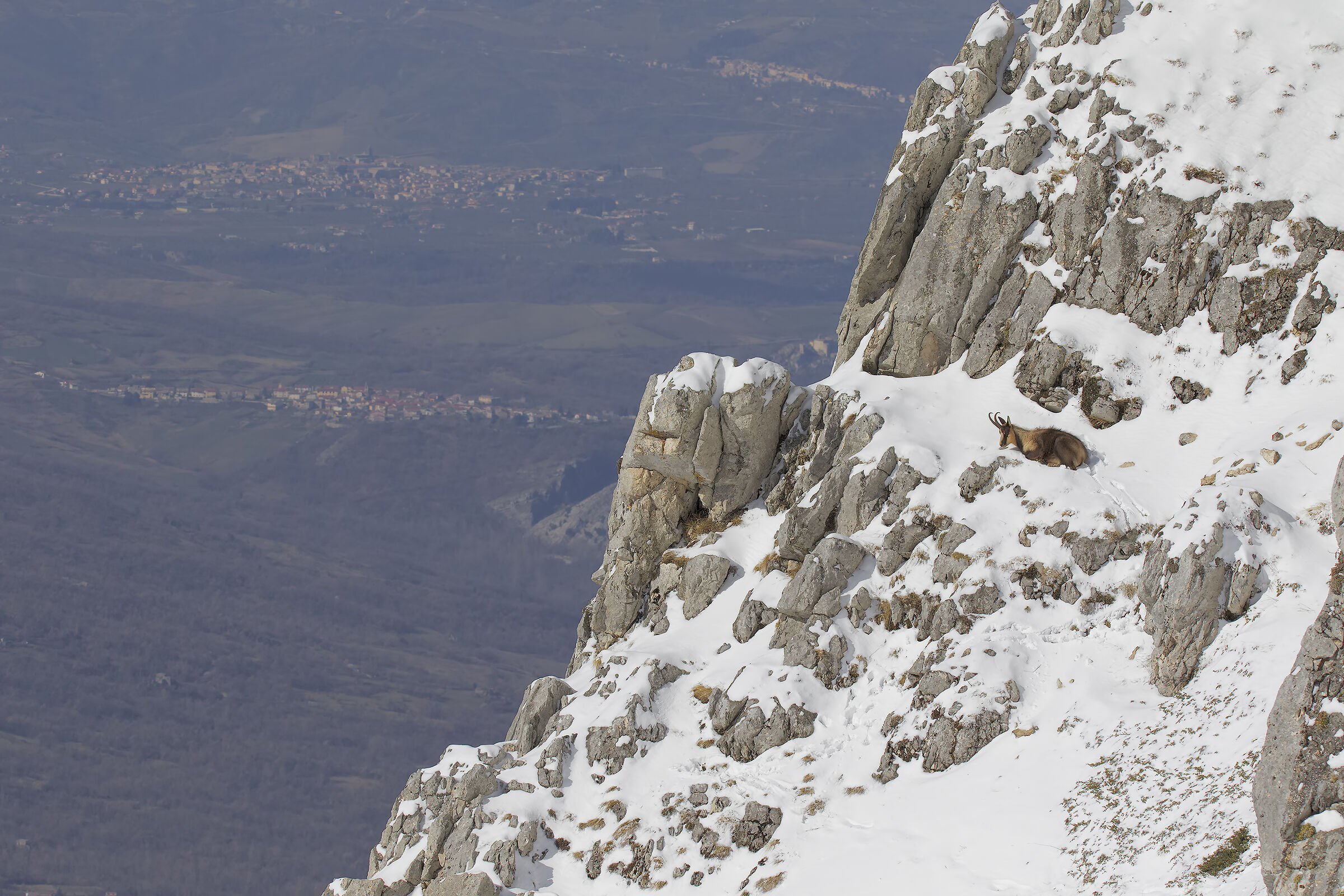 Camoscio appenninico ambientato