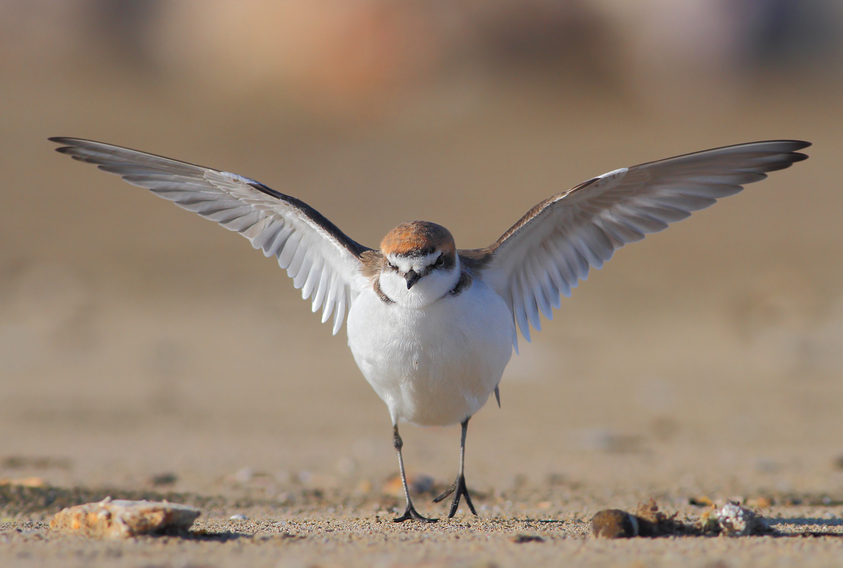 Mi arrendo sor Nerone