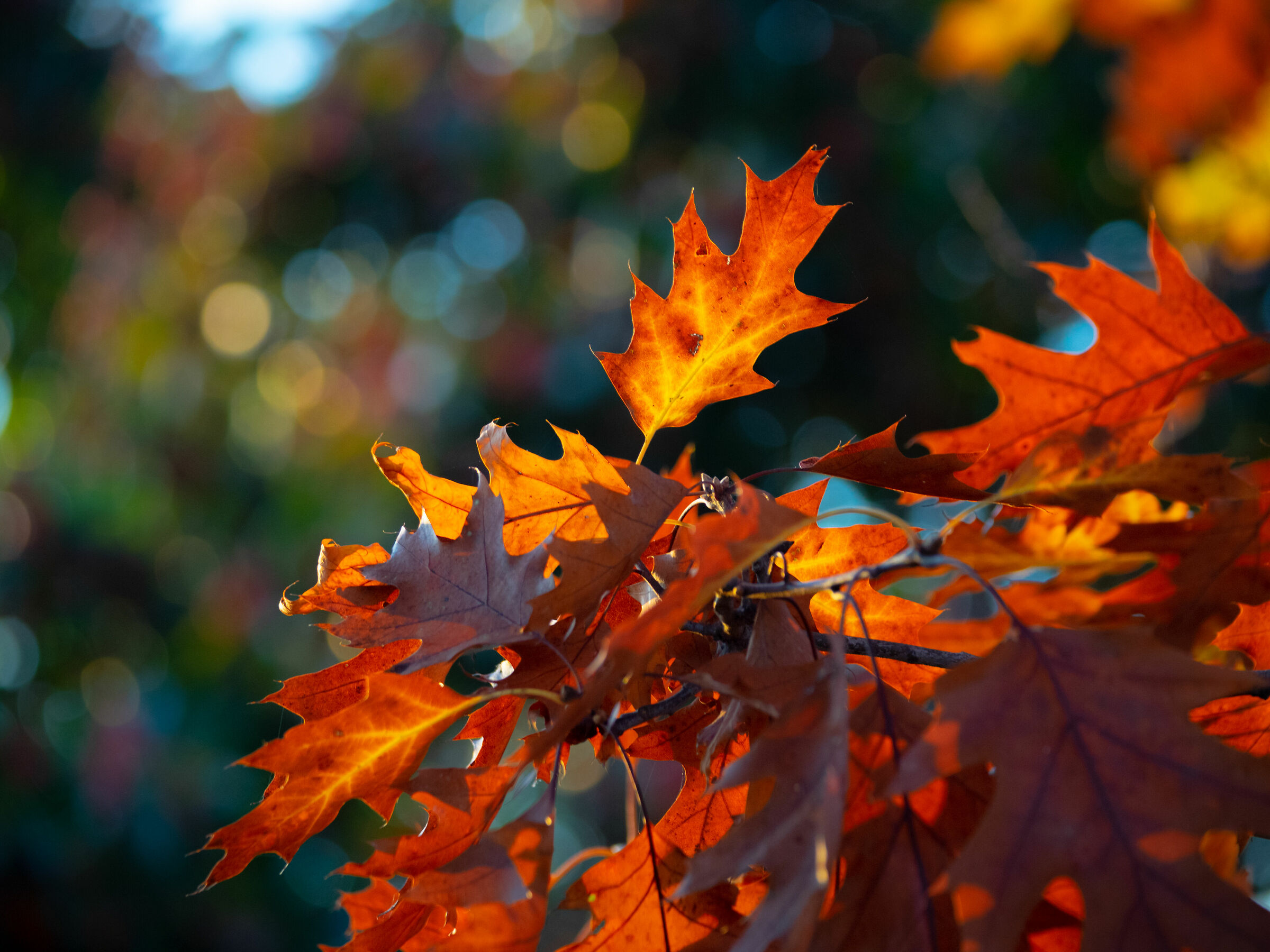 Colorful autumn