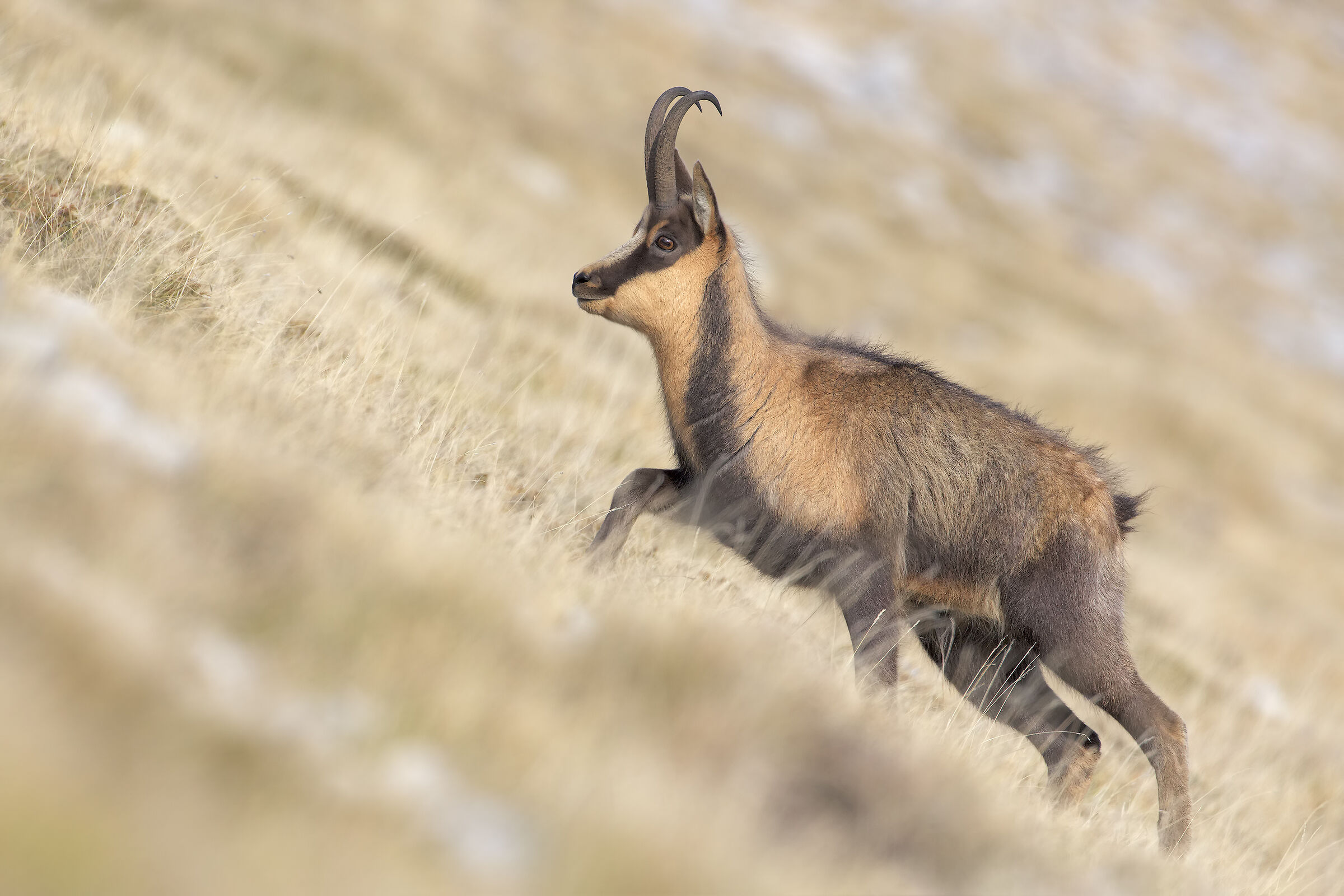 Apennine chamois
