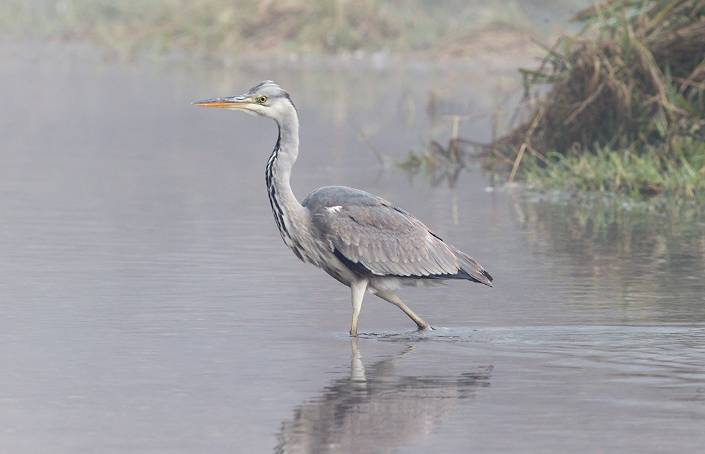 Airone cenerino alla Lanca di Bernate