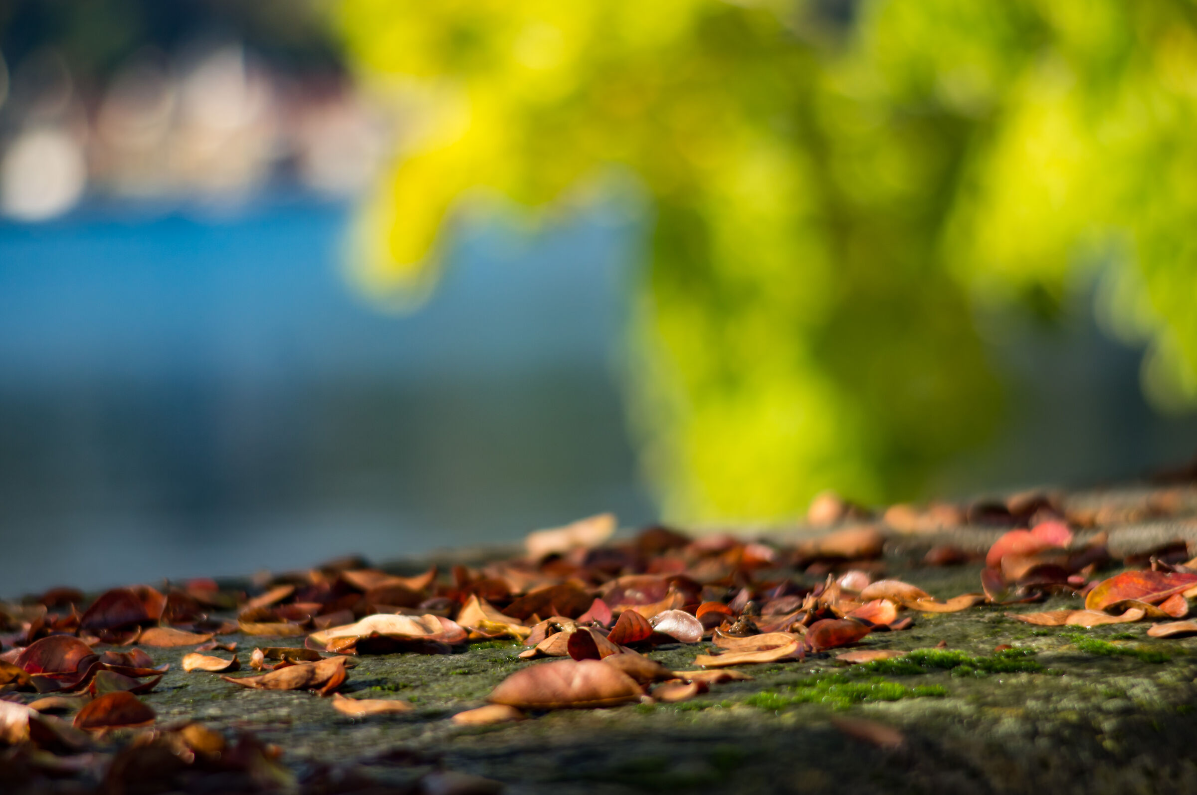 Leaves