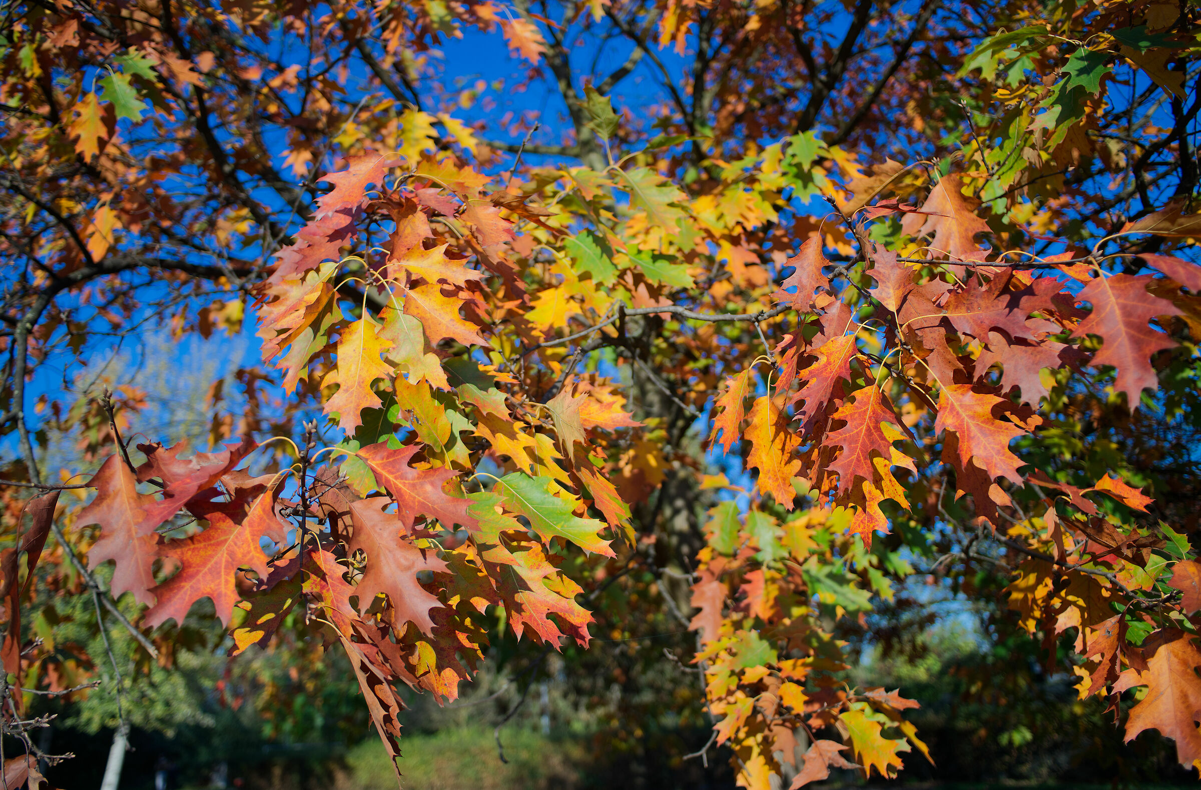 I colori dell'autunno