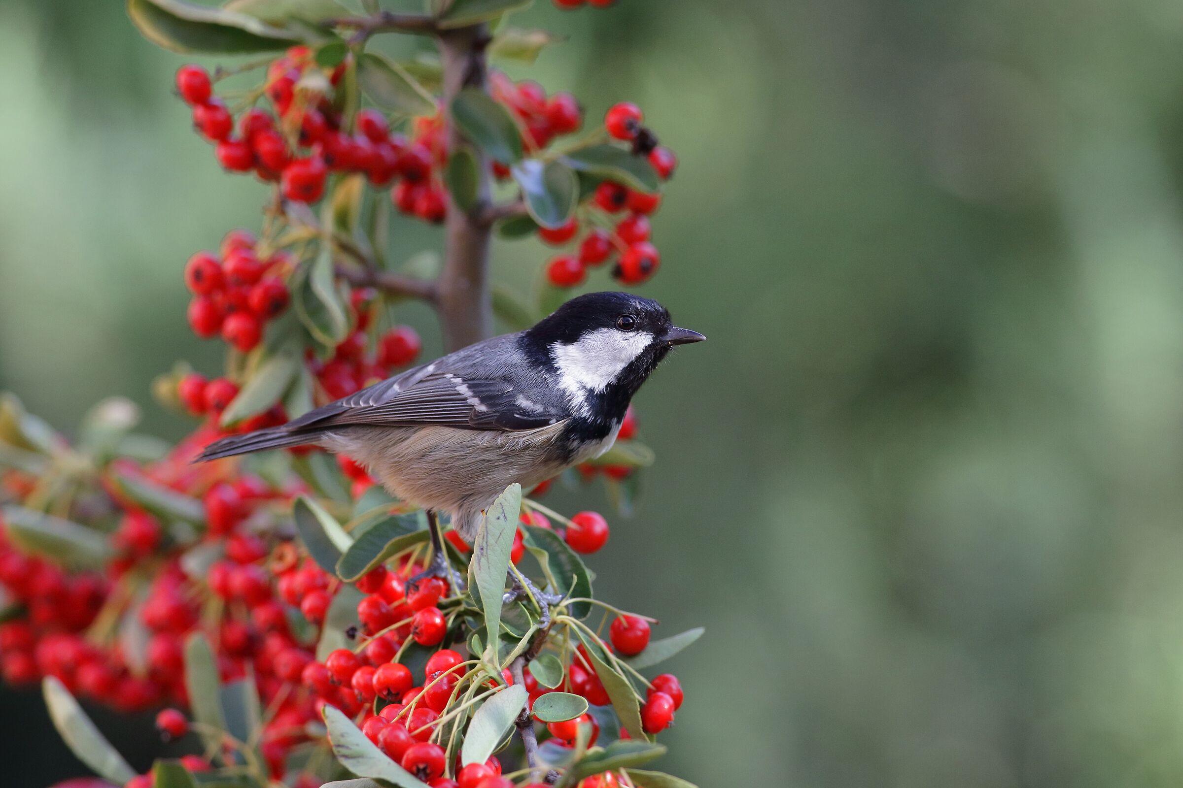 Parus ater o cincia mora