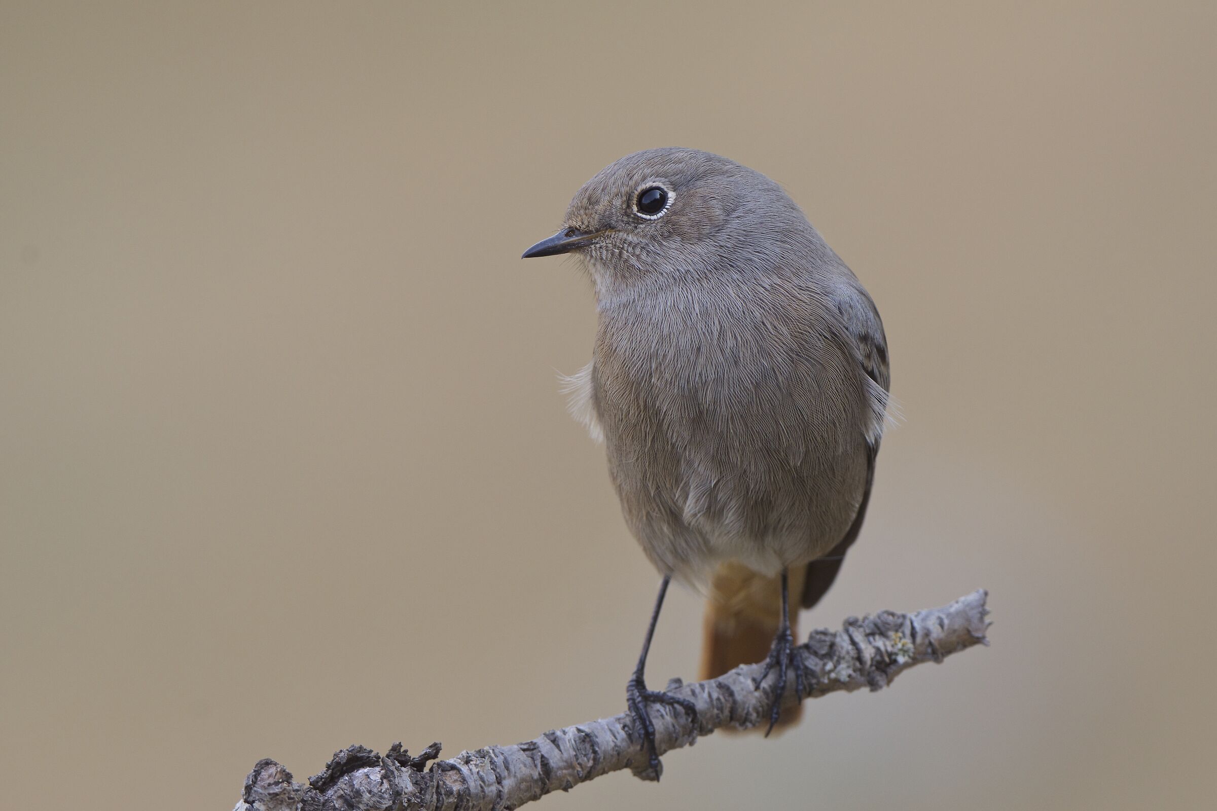 Codirosso spazzacamino