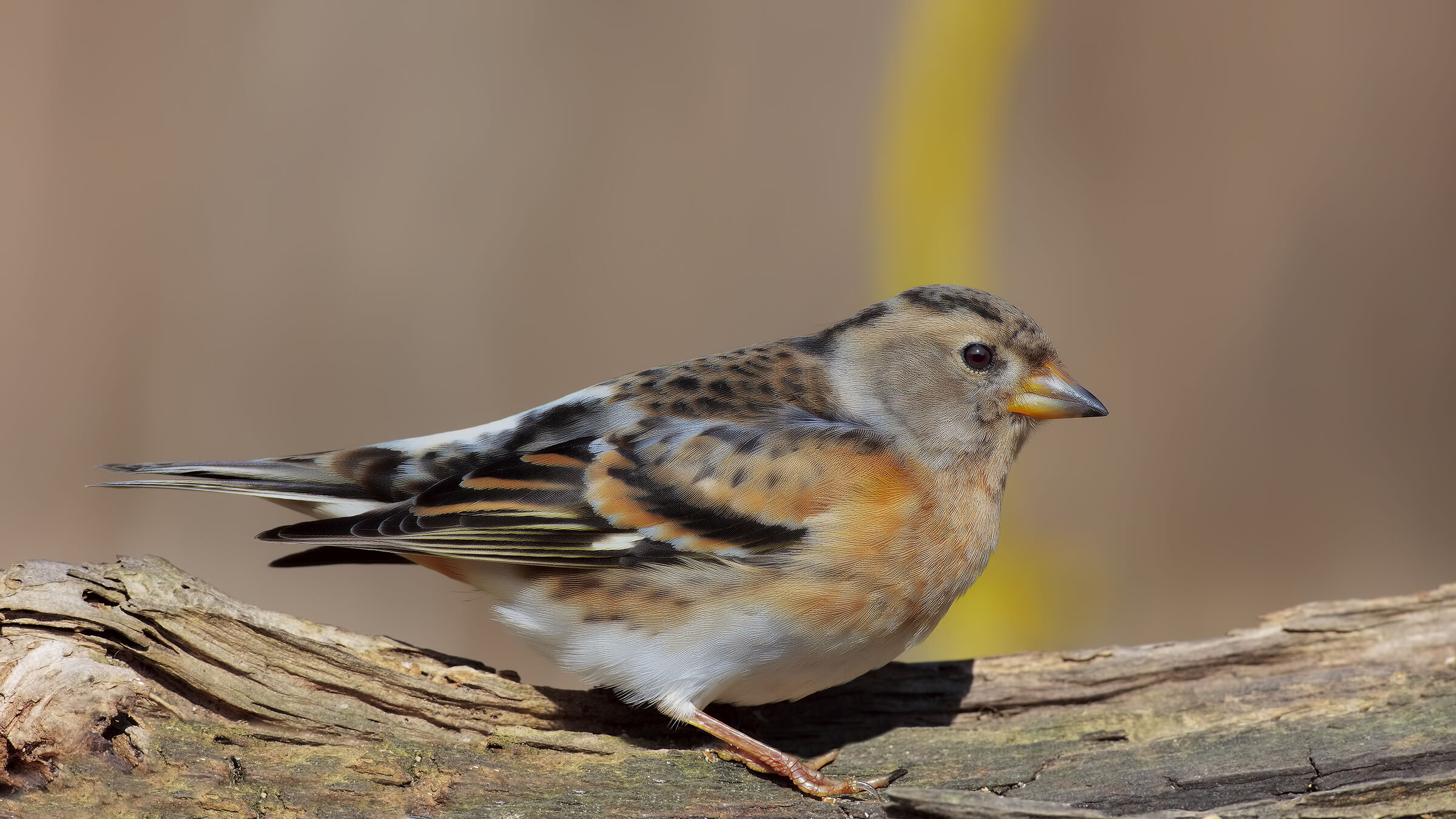 Peppolina in fondo all'hard disk