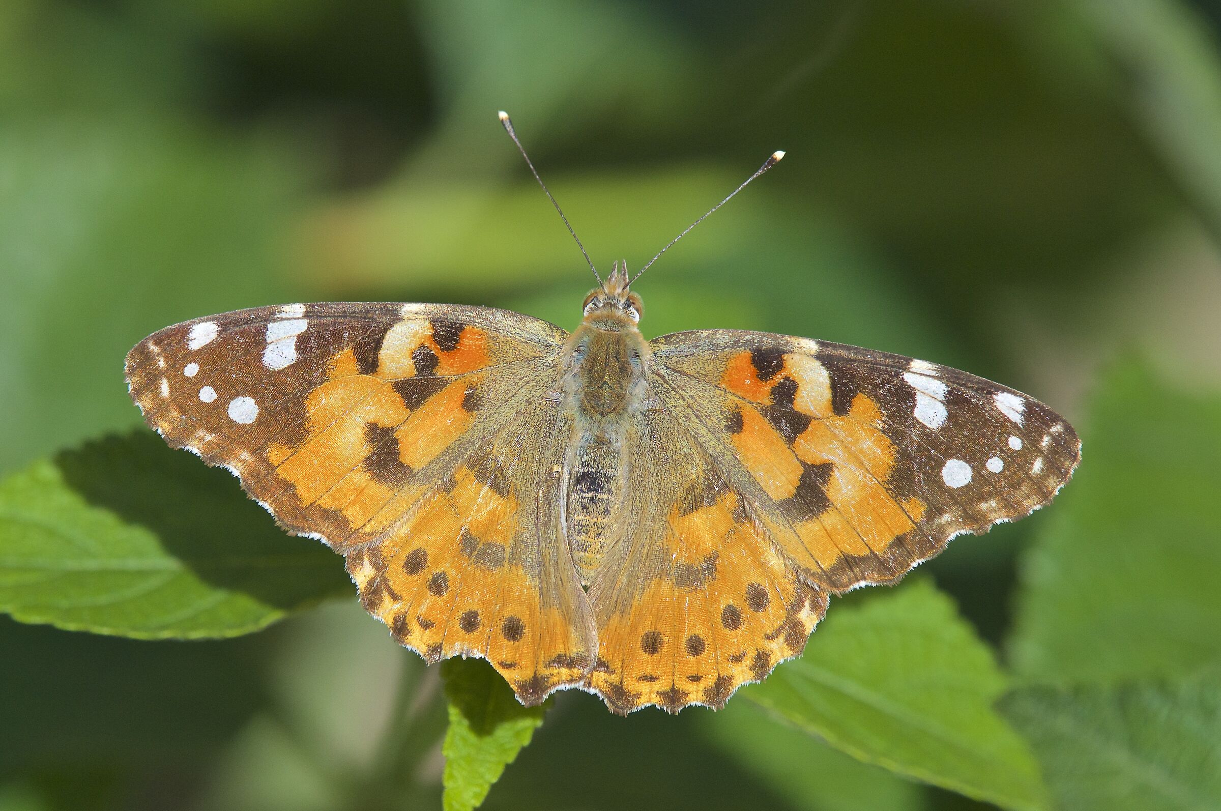 Vanessa Cardui