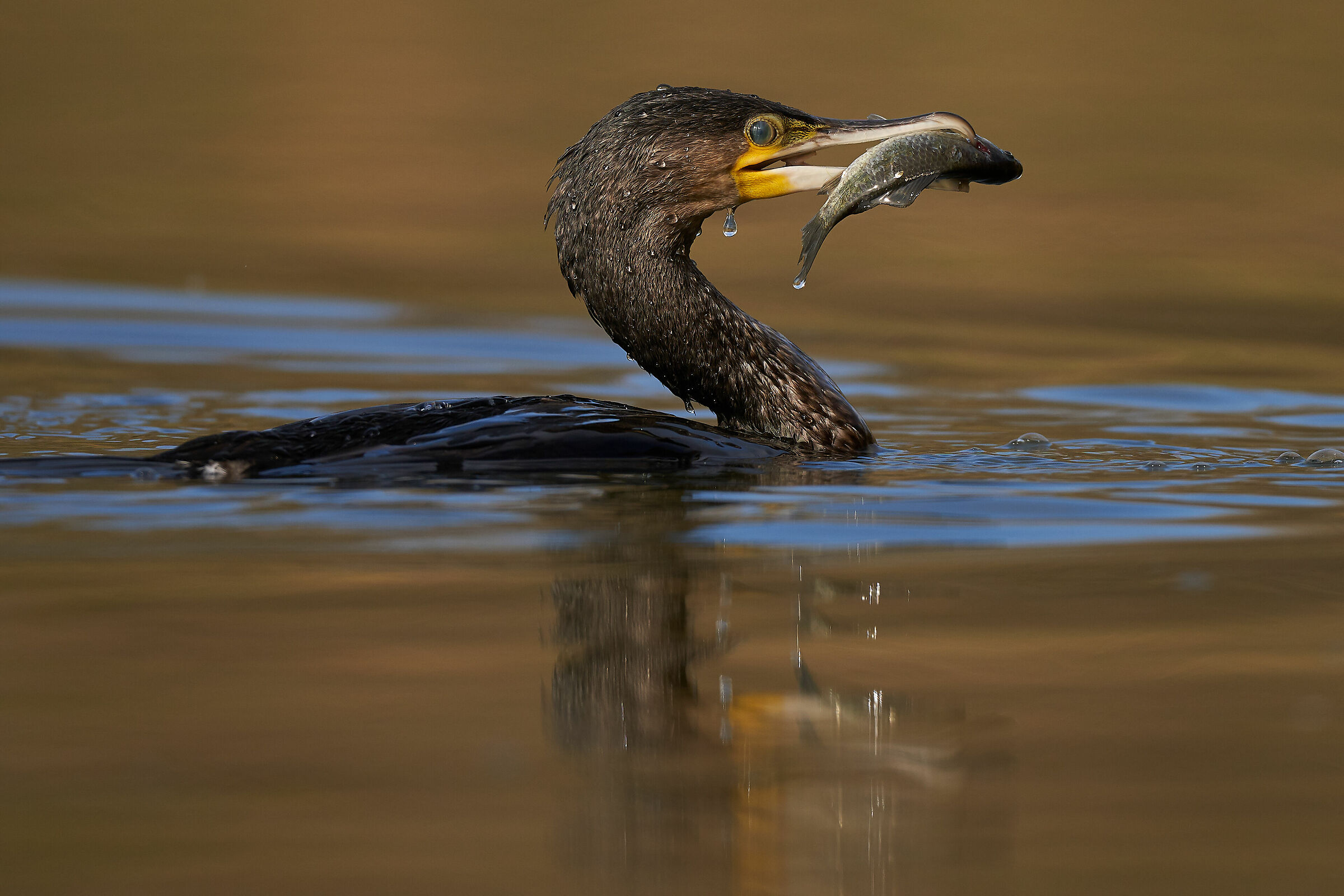 Cormorano with prey
