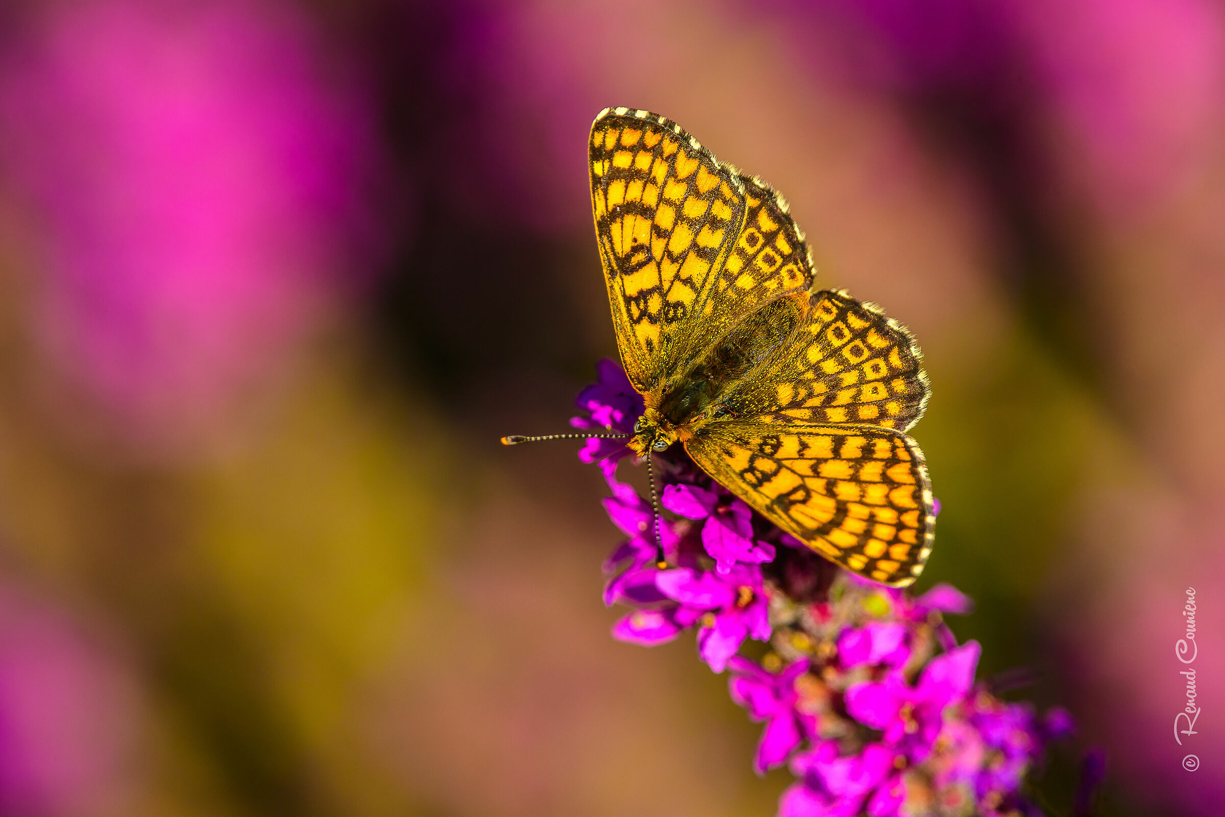 Mélitée du mélampyre (Melitaea athalia)