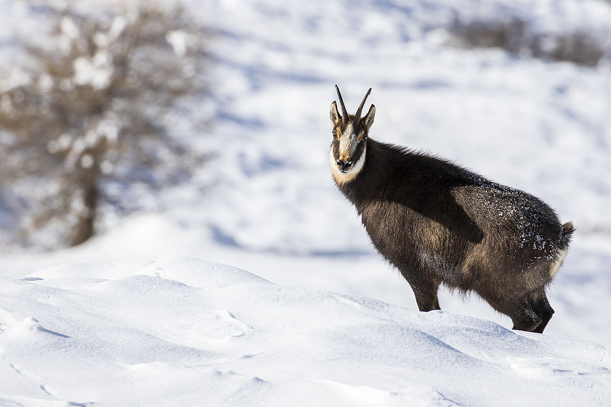 Alpine chamois