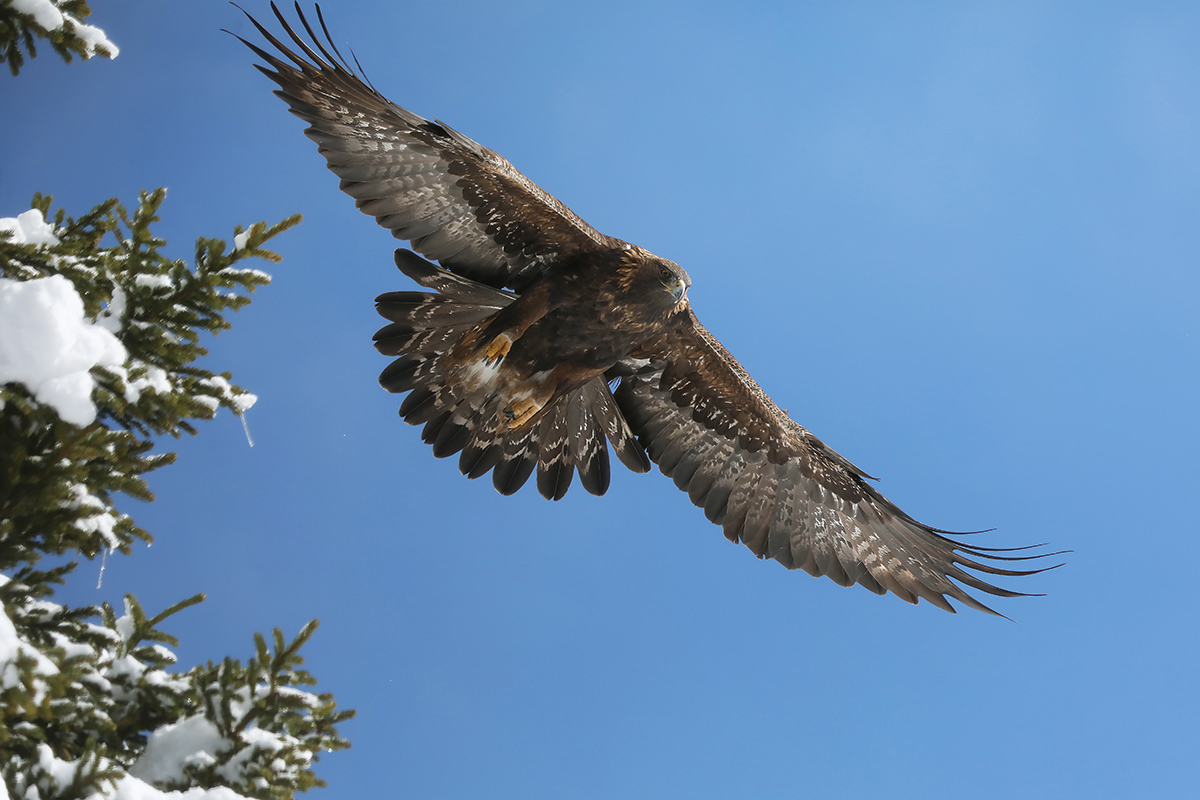 Golden eagle - Italian Alps-