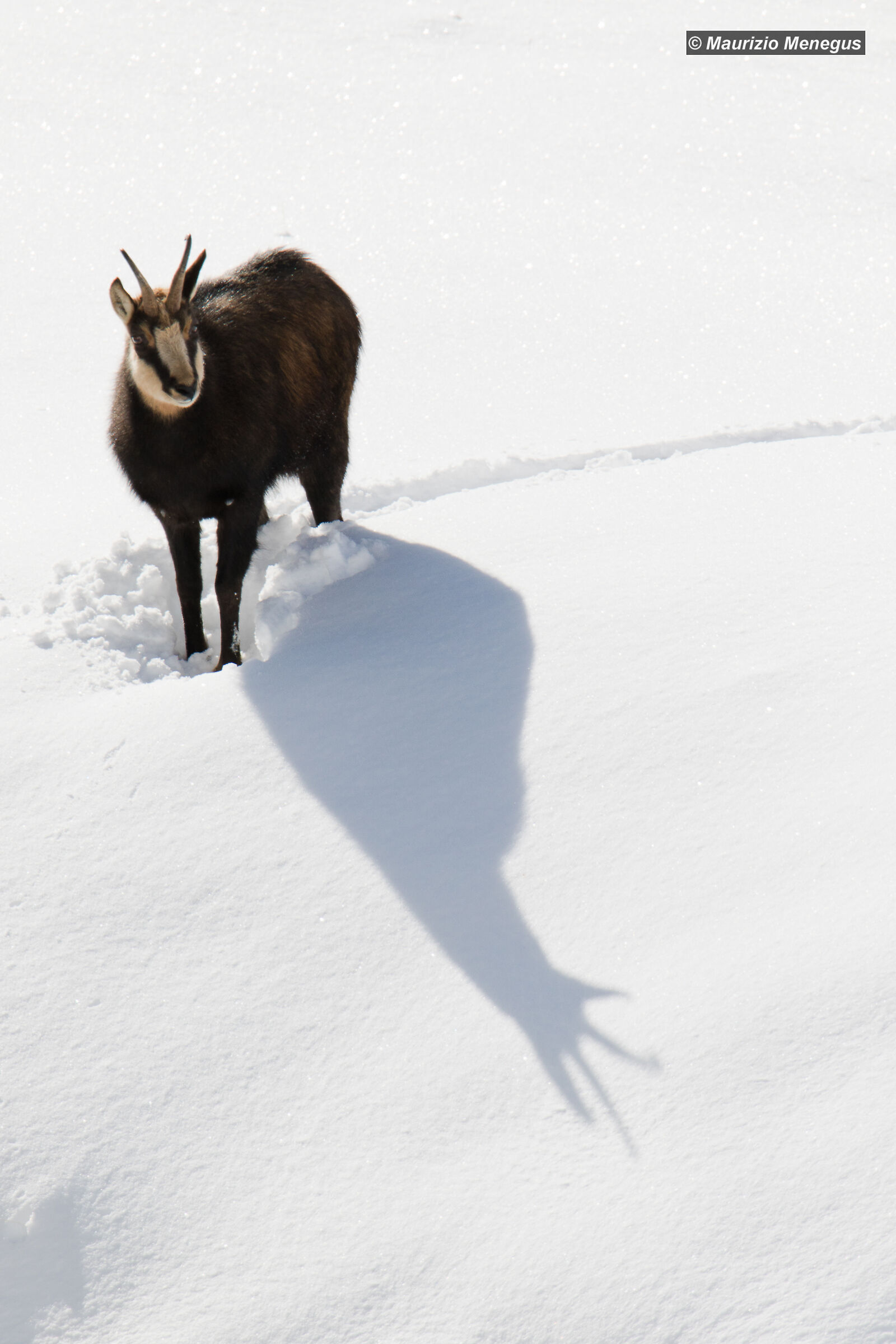 Il camoscio e la sua ombra