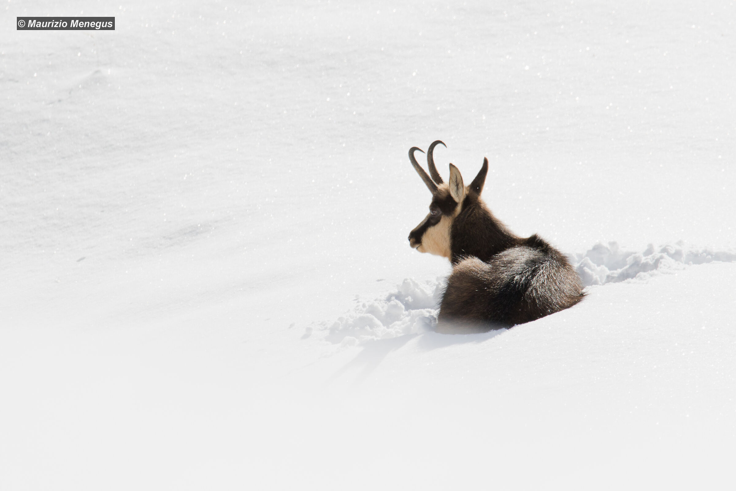 Il riposo nella neve fresca