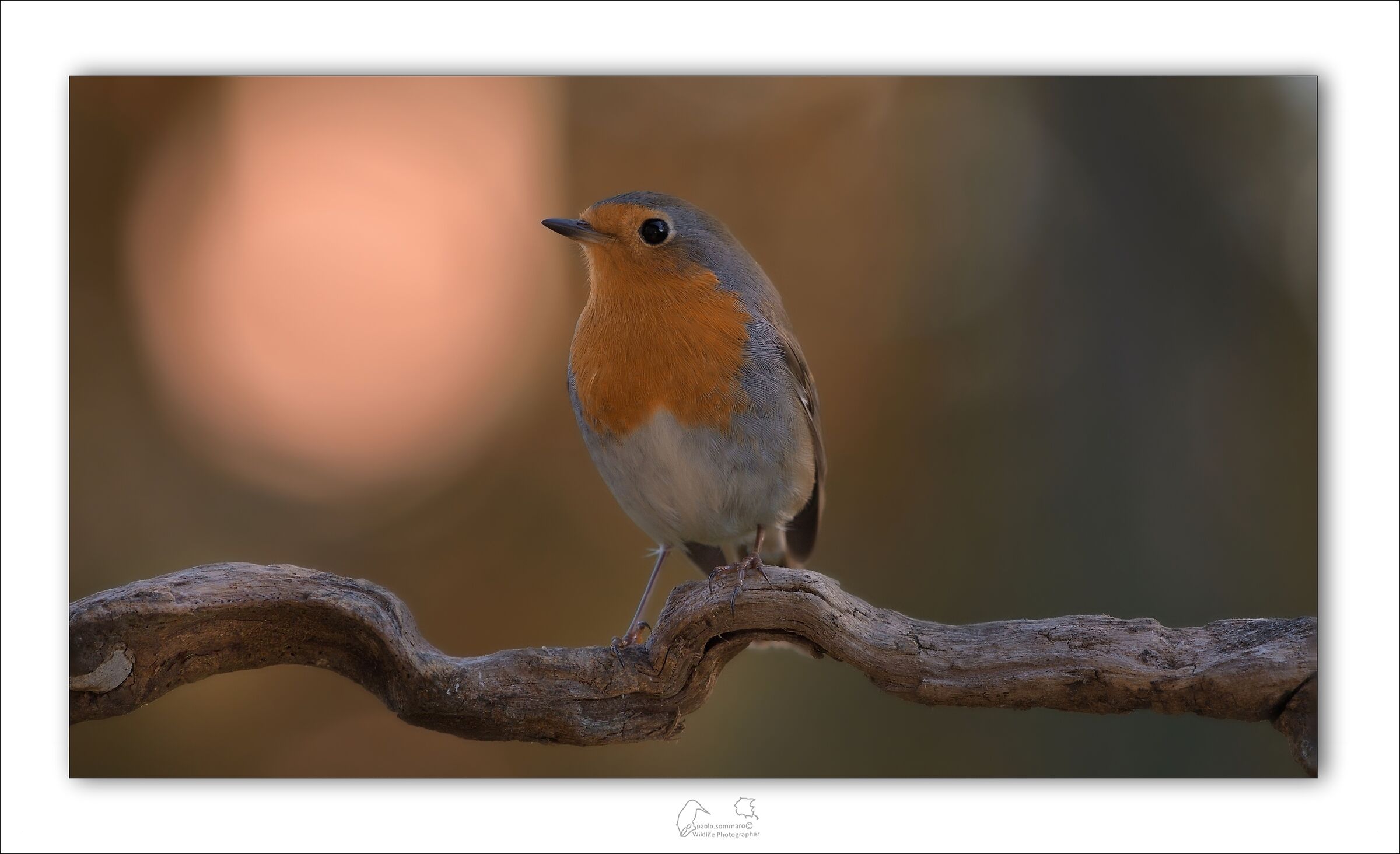 Robin