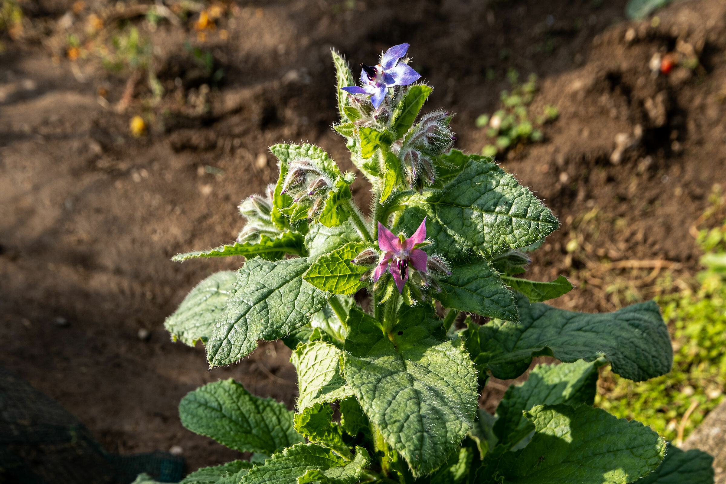 borraggine a novembre